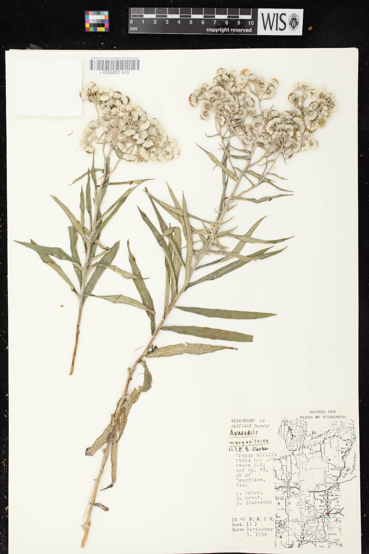 Anaphalis margaritacea image