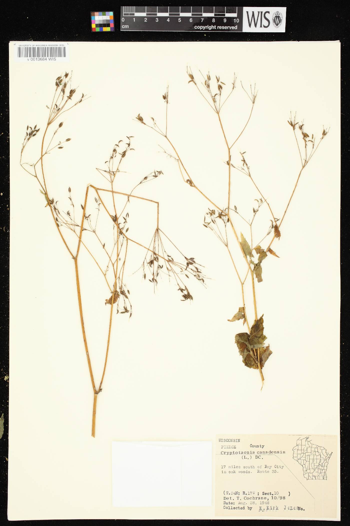 Cryptotaenia canadensis image