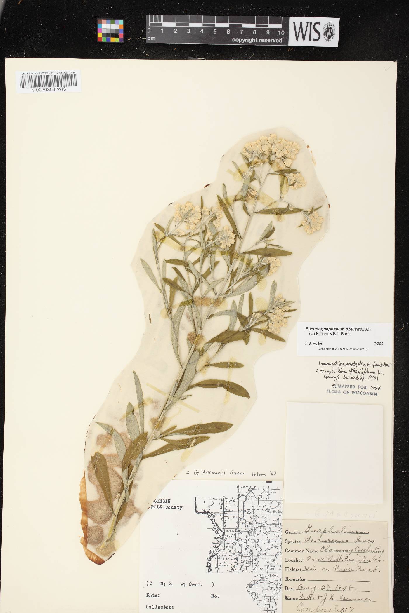Pseudognaphalium obtusifolium image