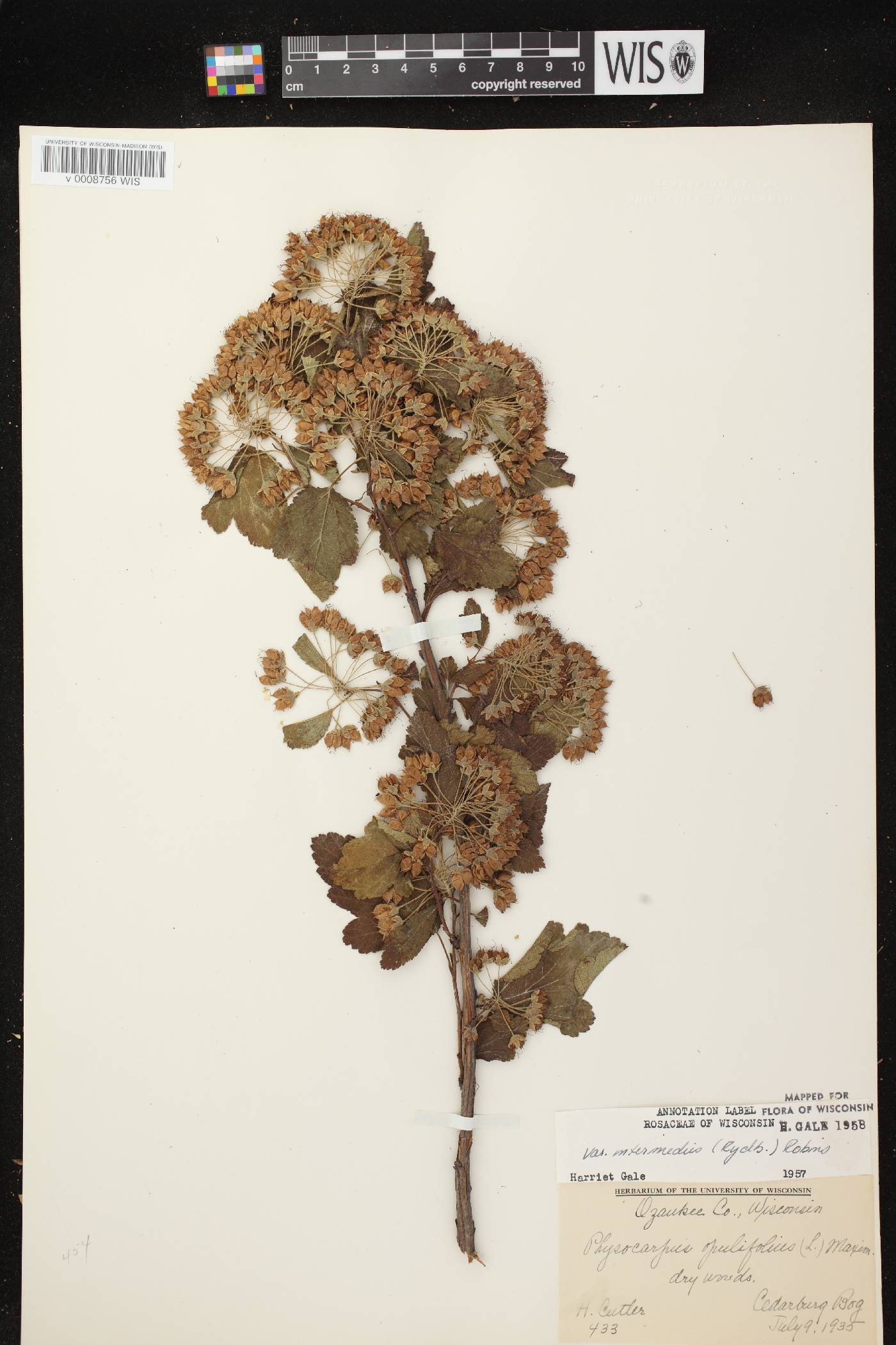 Physocarpus intermedius image