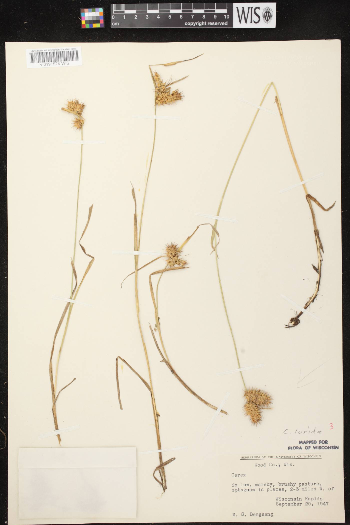 Carex lurida image