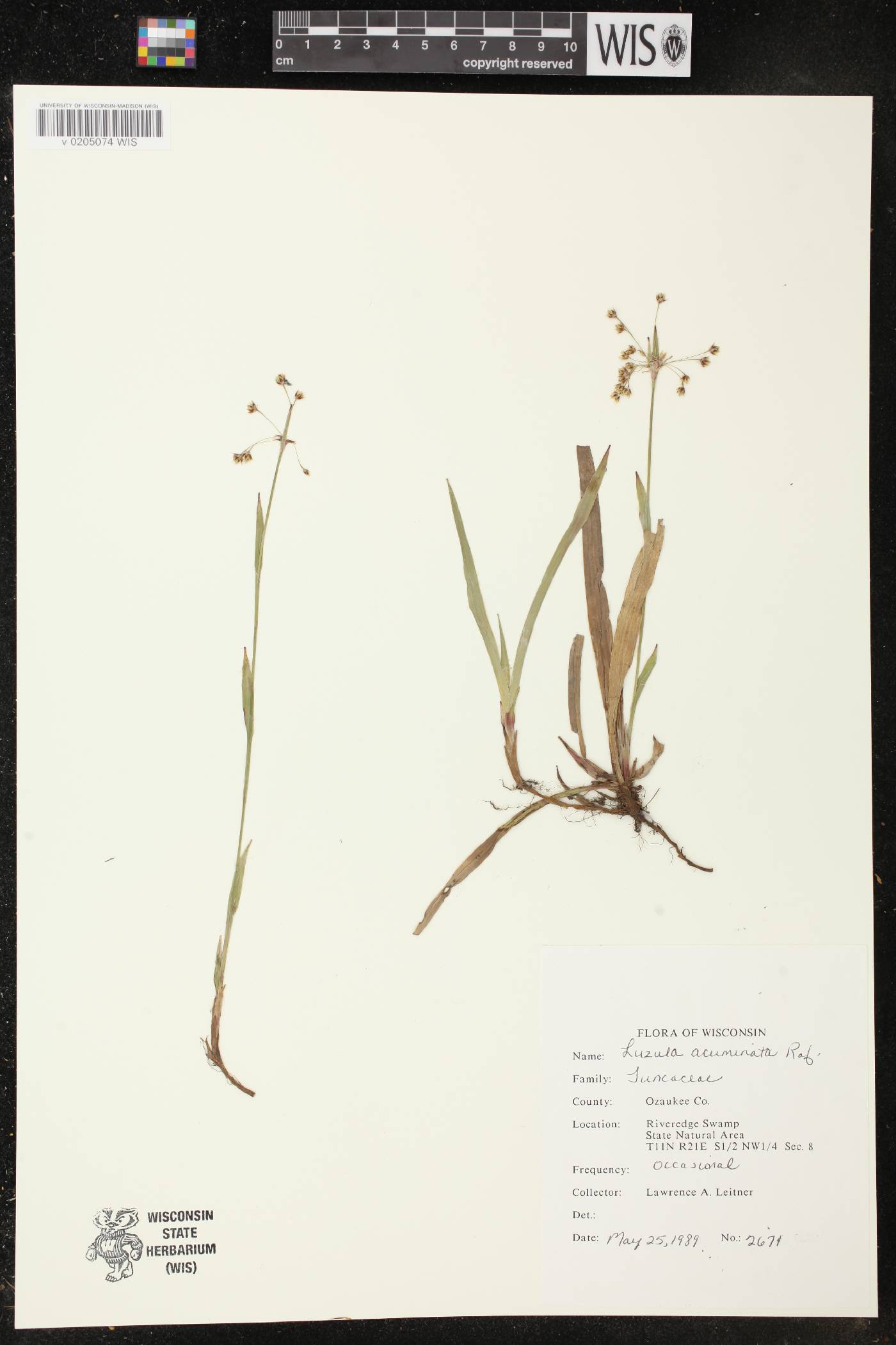 Luzula acuminata image