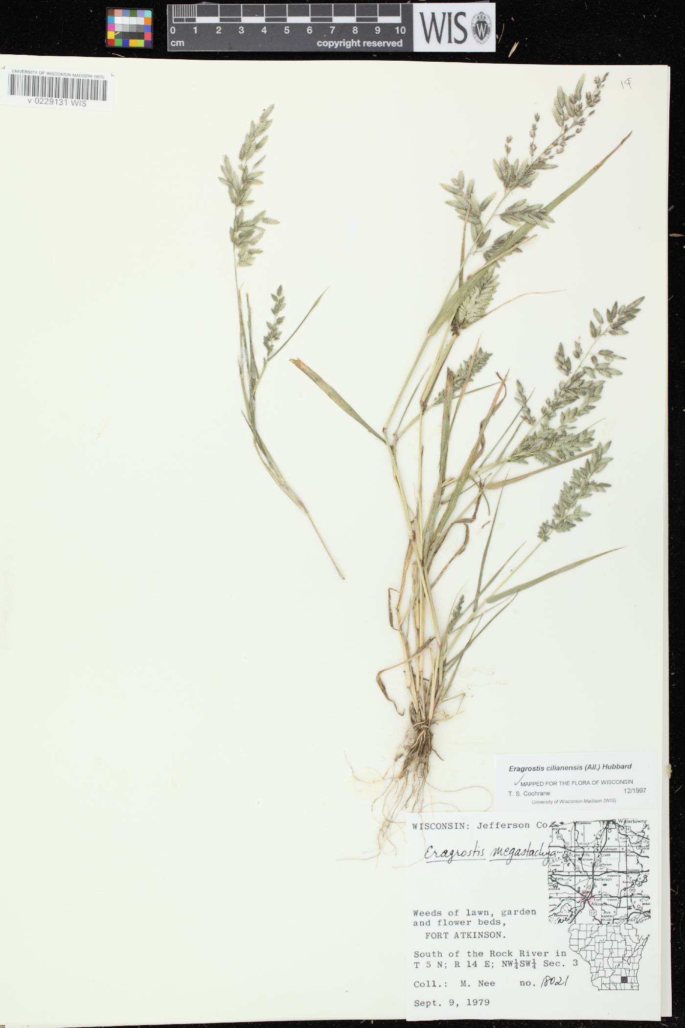 Eragrostis cilianensis image