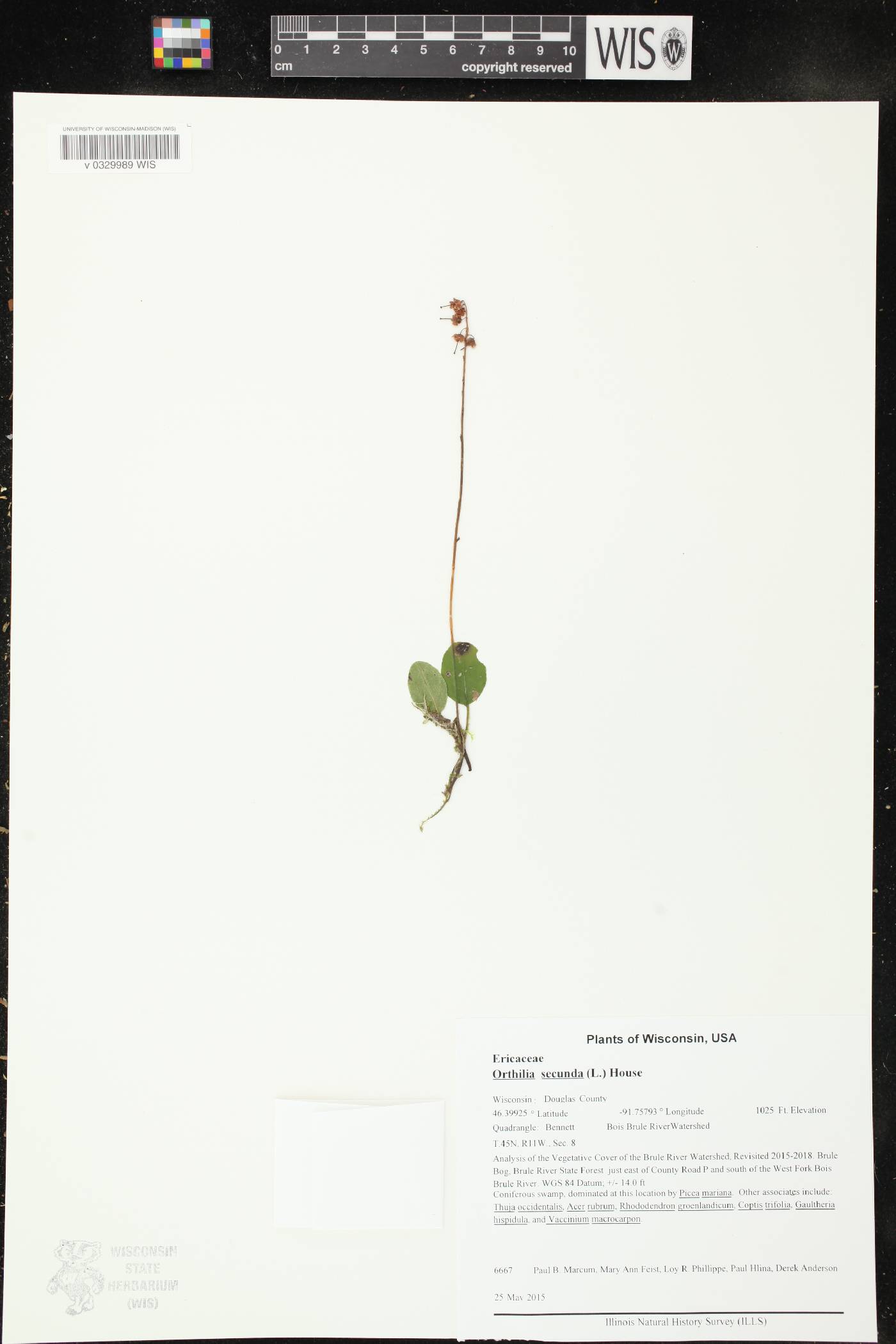 Orthilia secunda image
