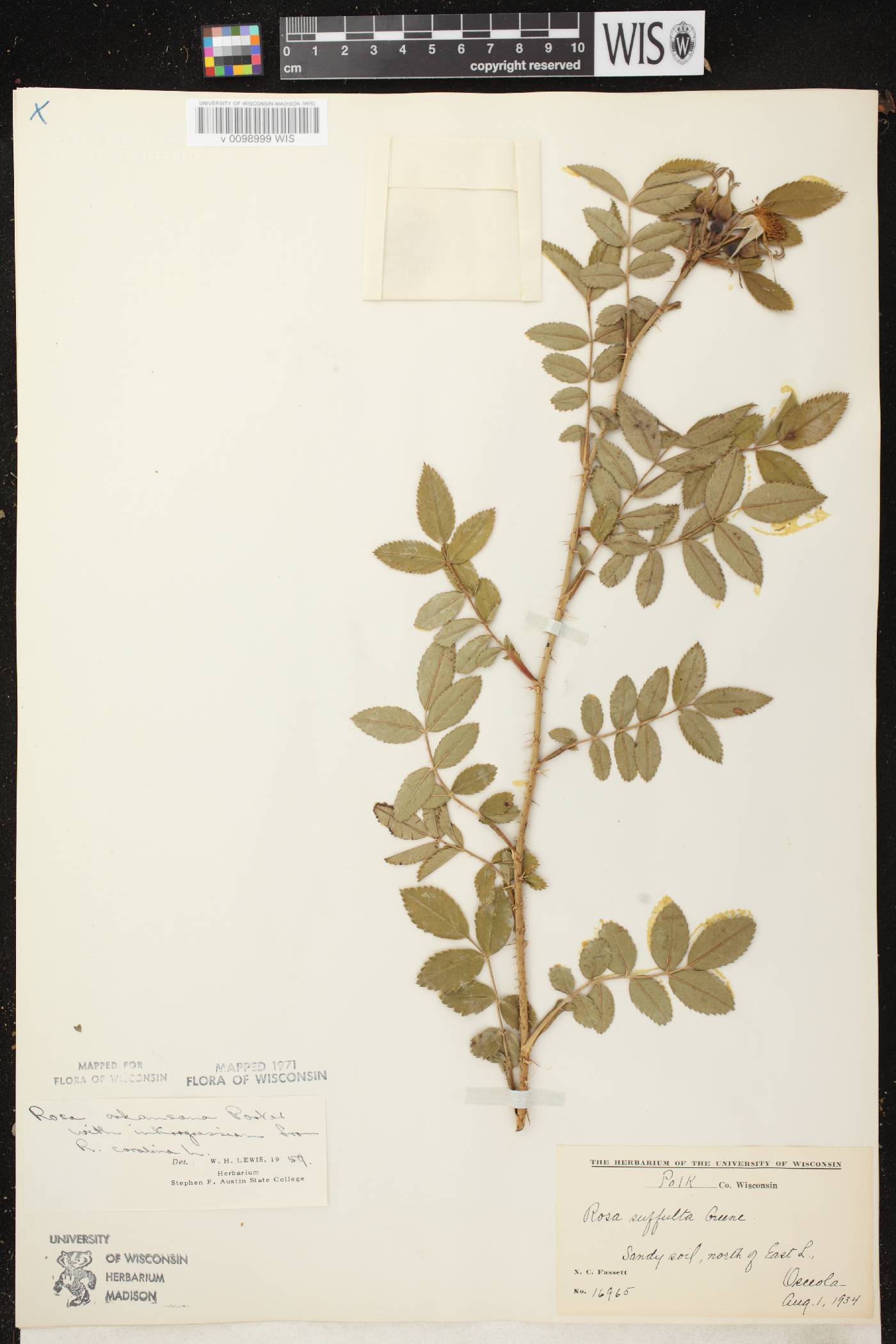 Rosa arkansana image