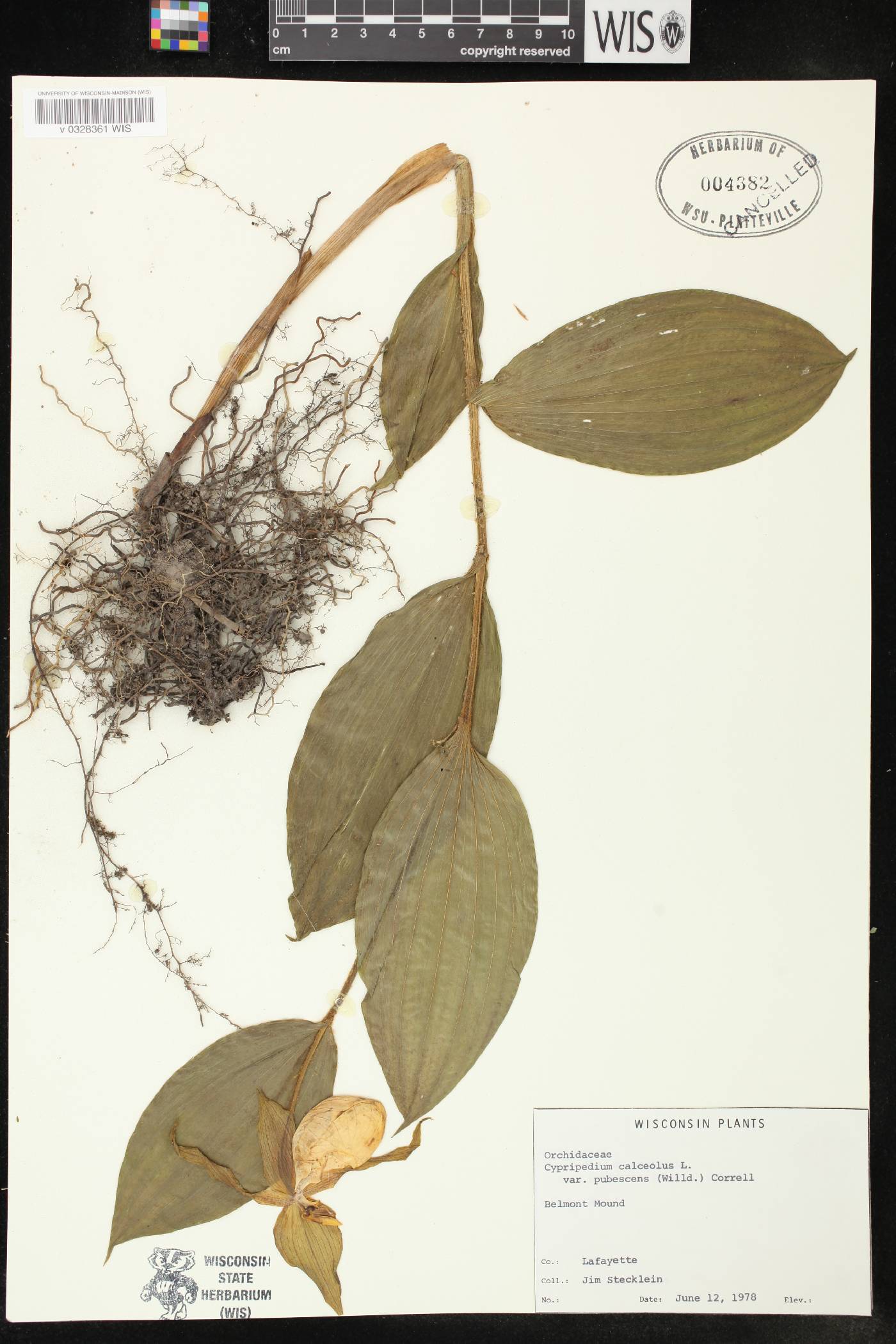Cypripedium parviflorum image