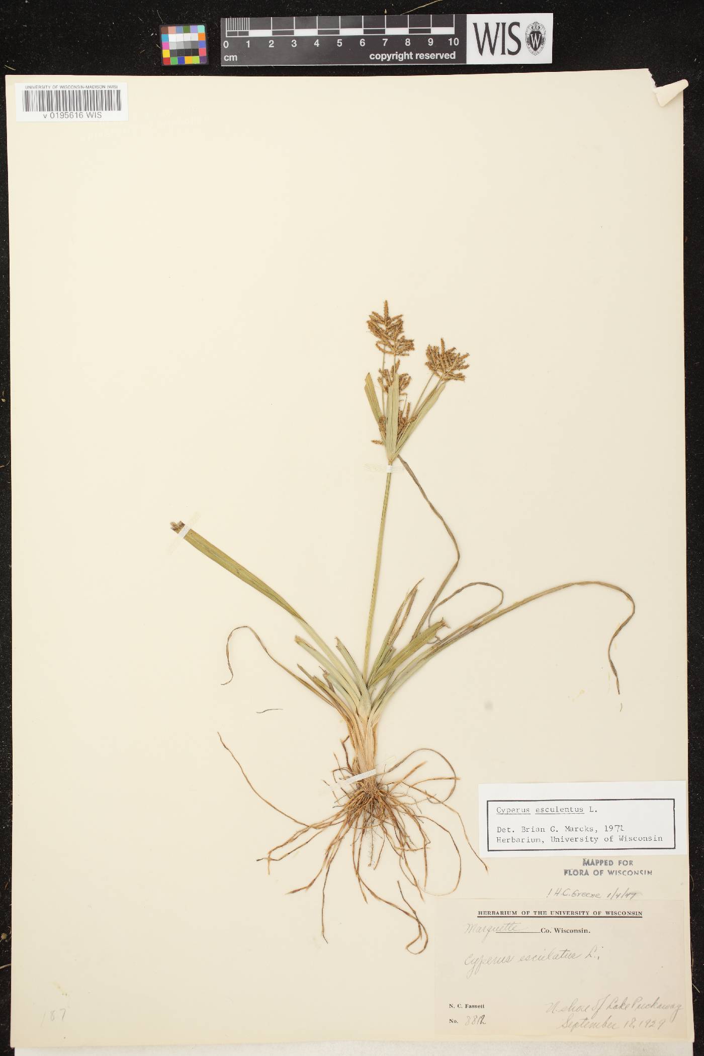 Cyperus esculentus var. leptostachyus image