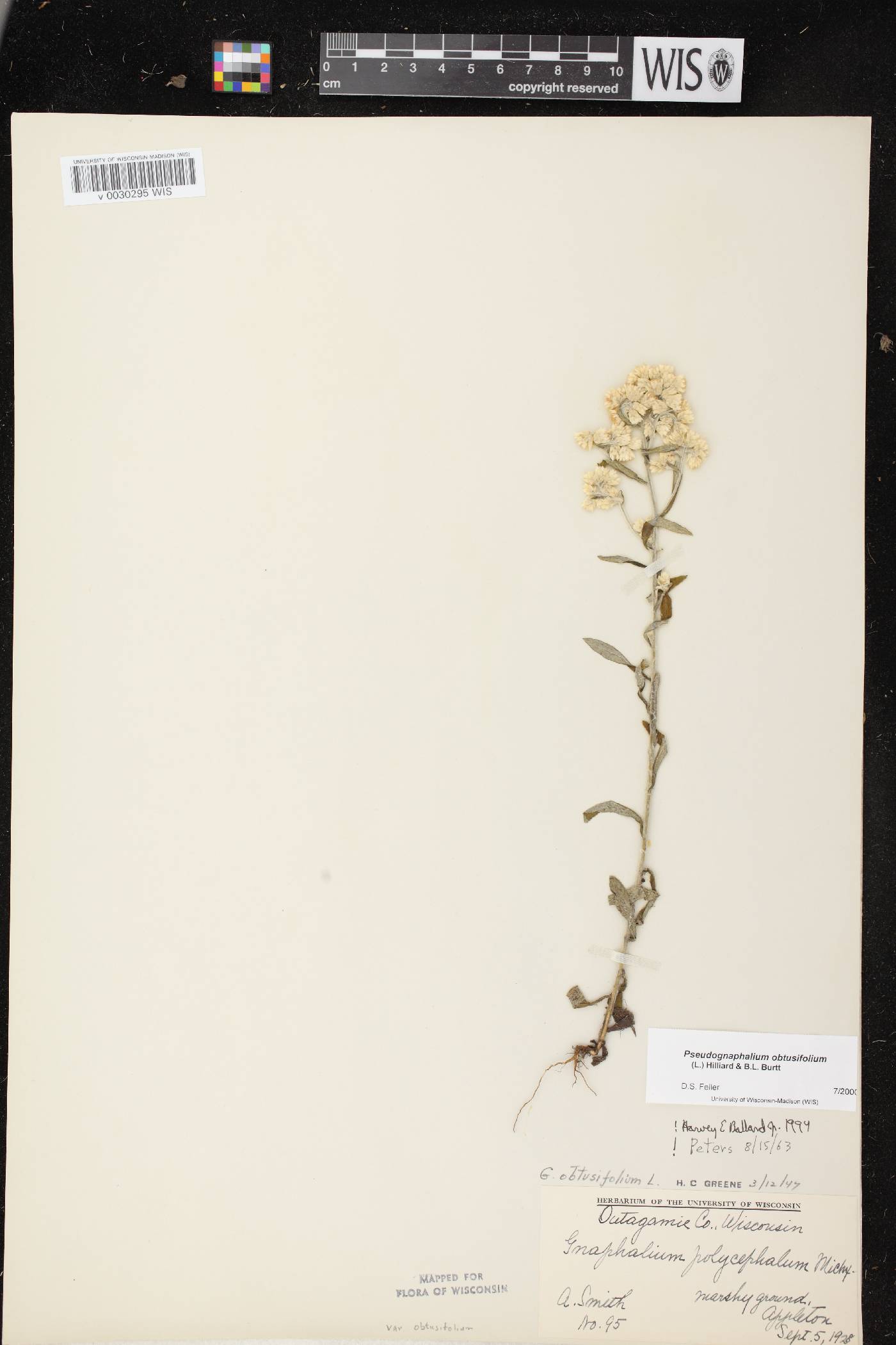 Pseudognaphalium obtusifolium image