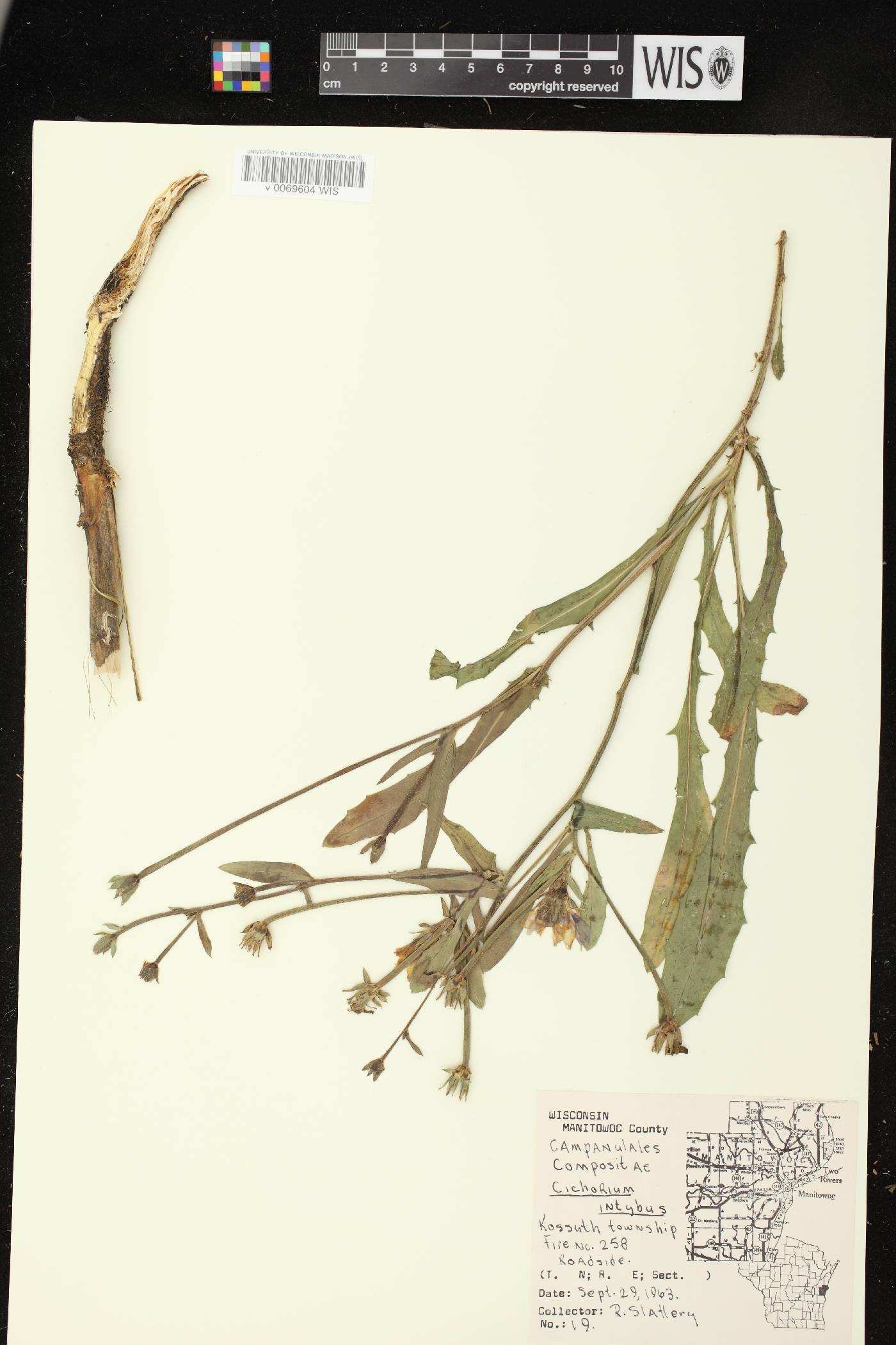 Cichorium intybus image