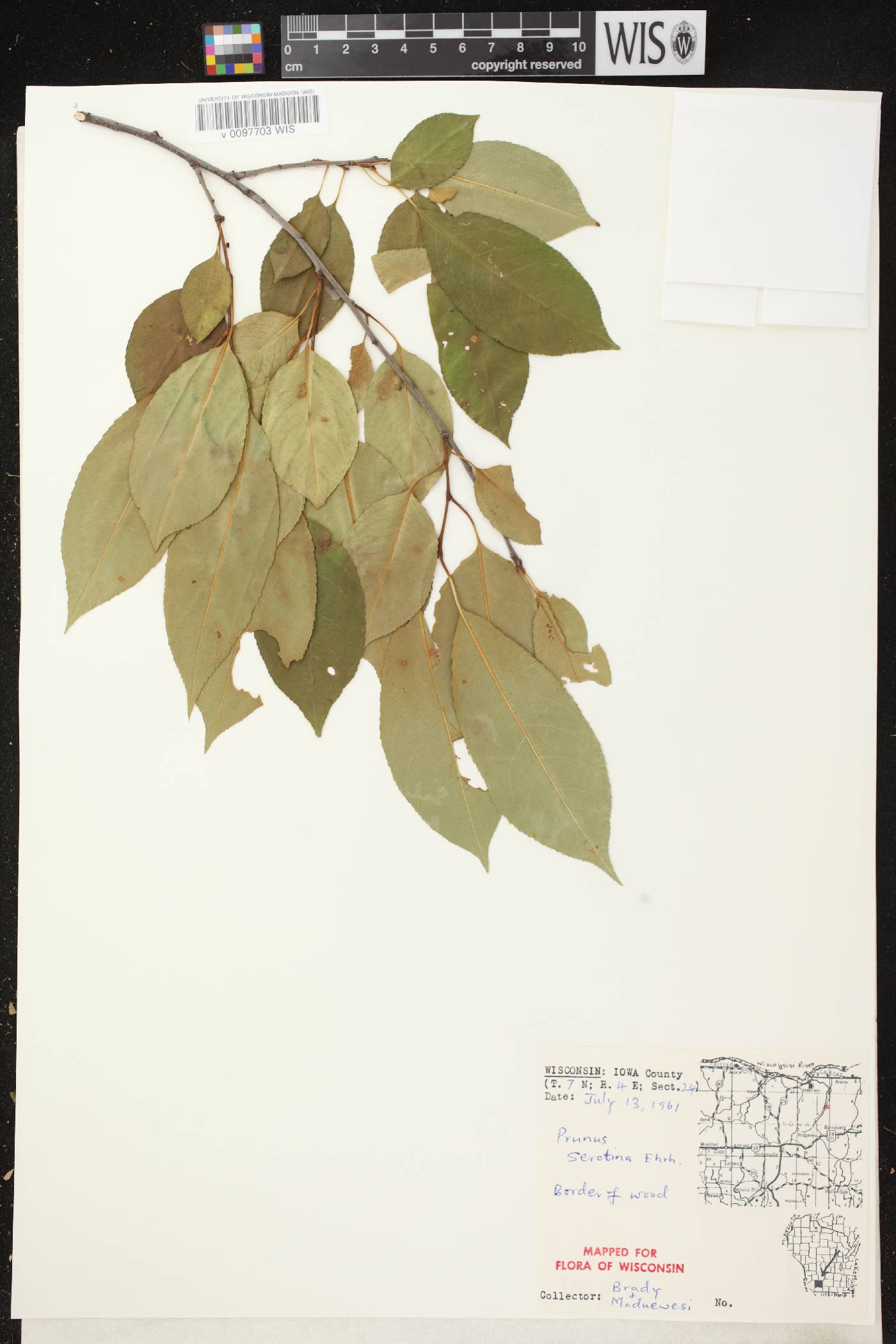 Prunus serotina var. serotina image