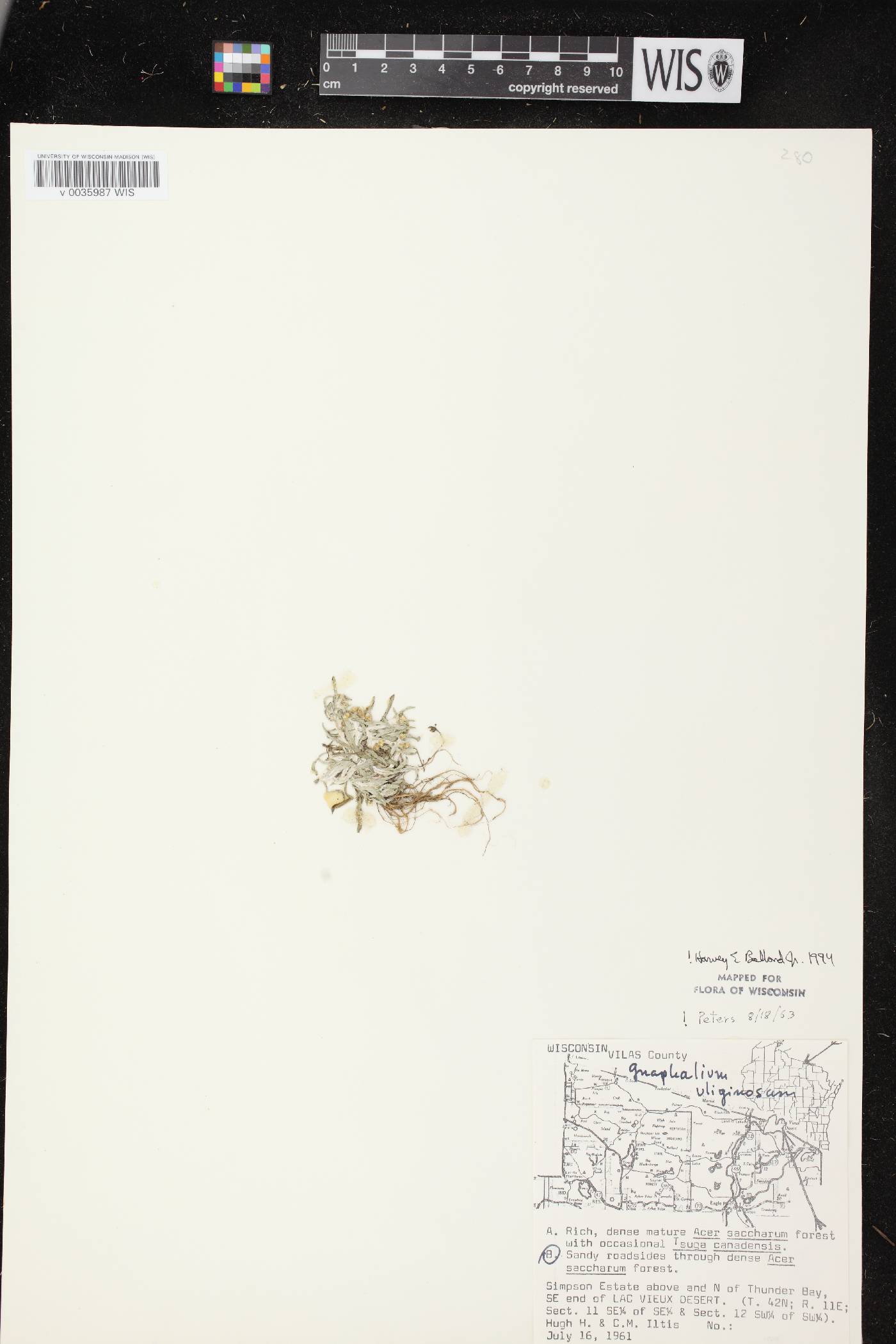 Gnaphalium uliginosum image