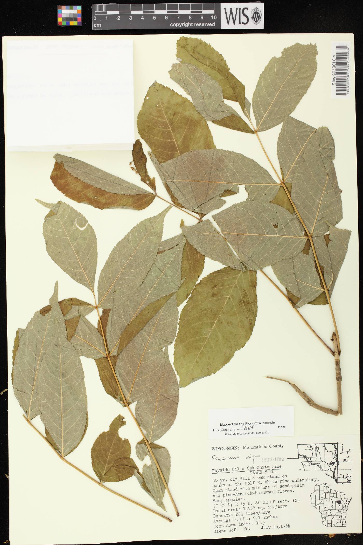 Fraxinus nigra image