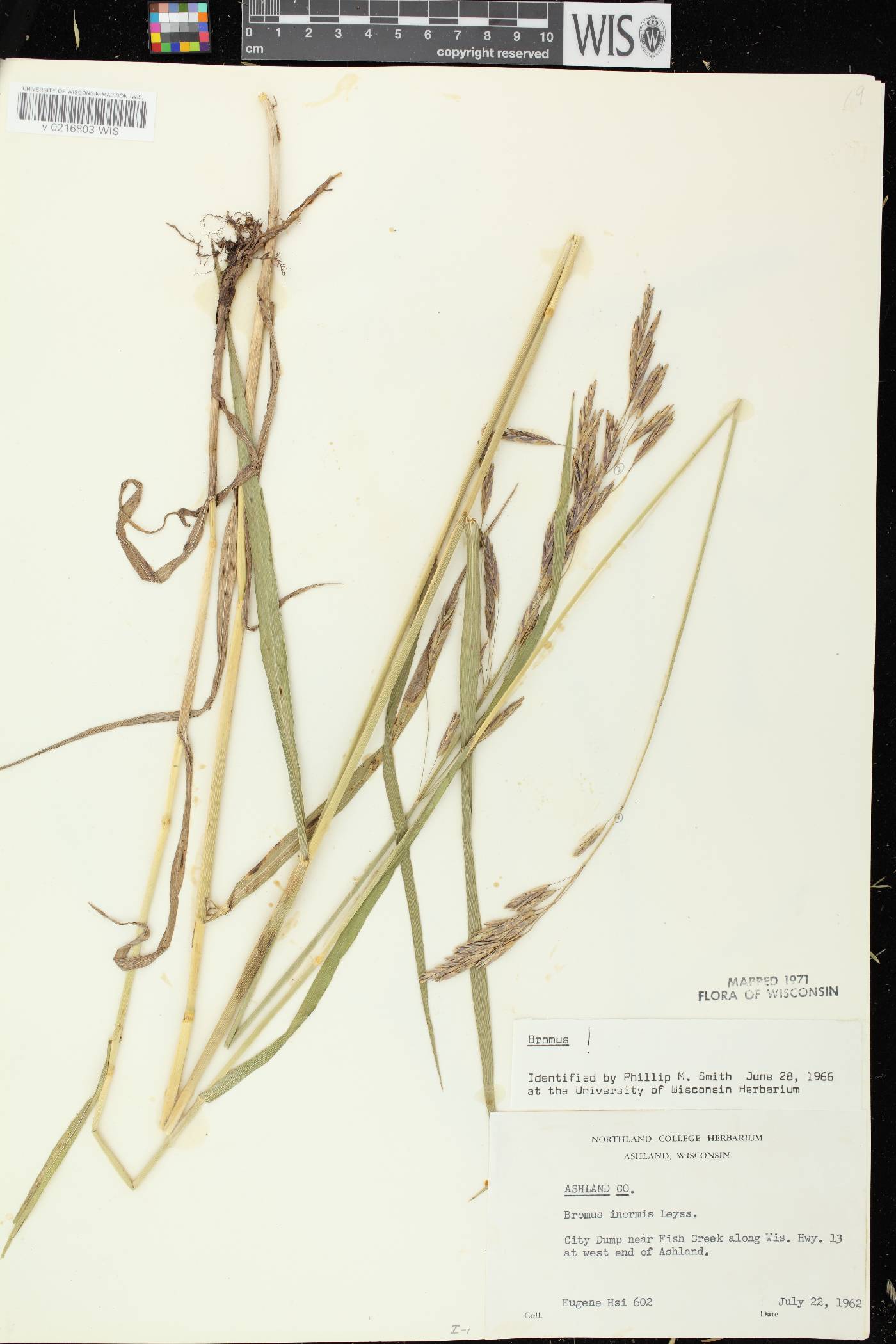 Bromus inermis image