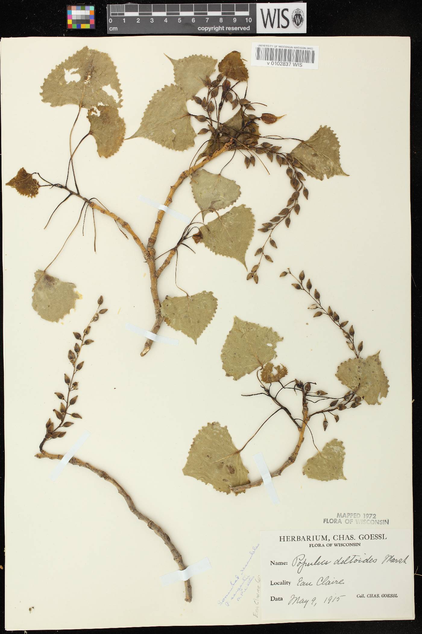 Populus deltoides image