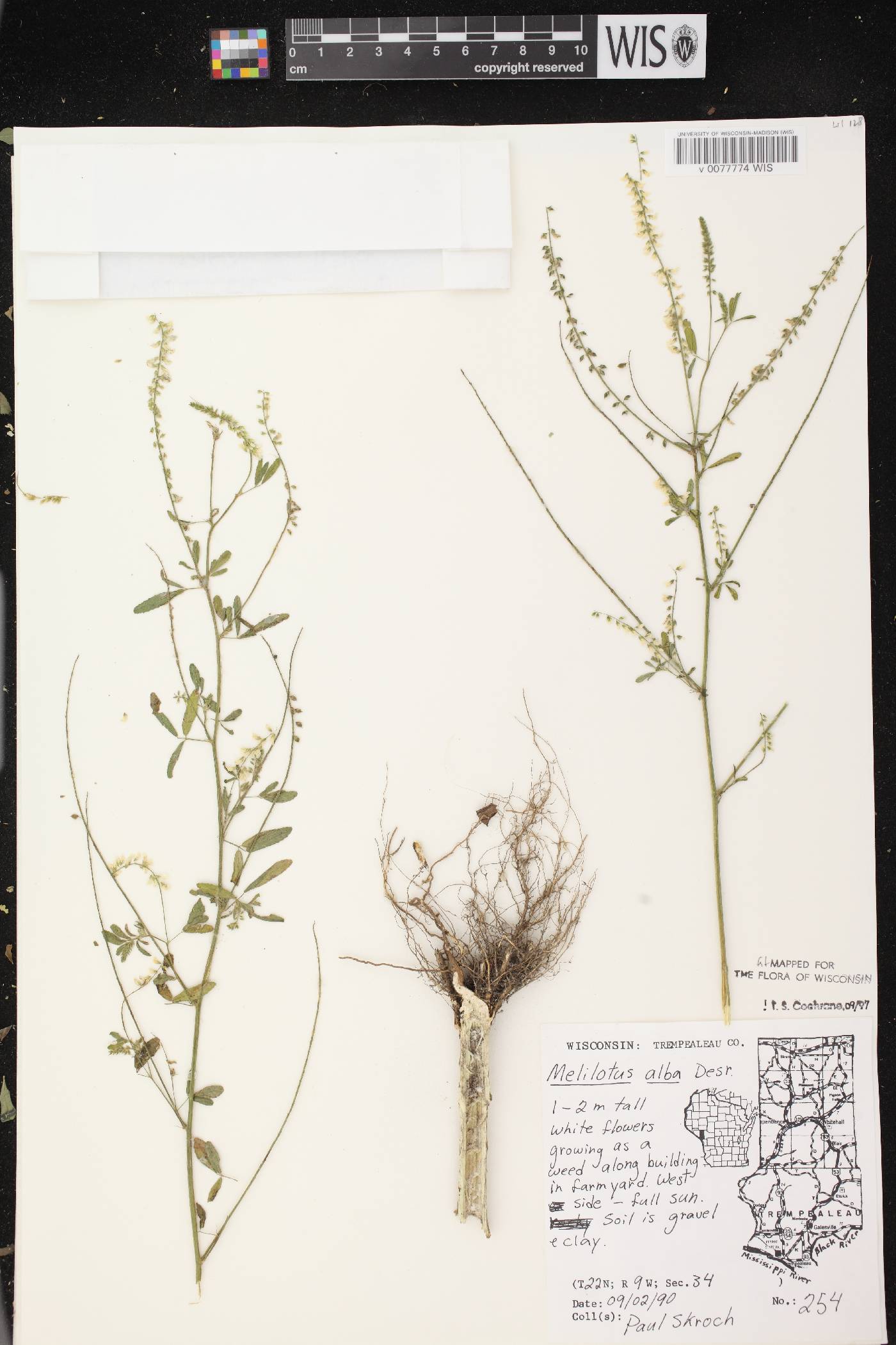 Melilotus albus image