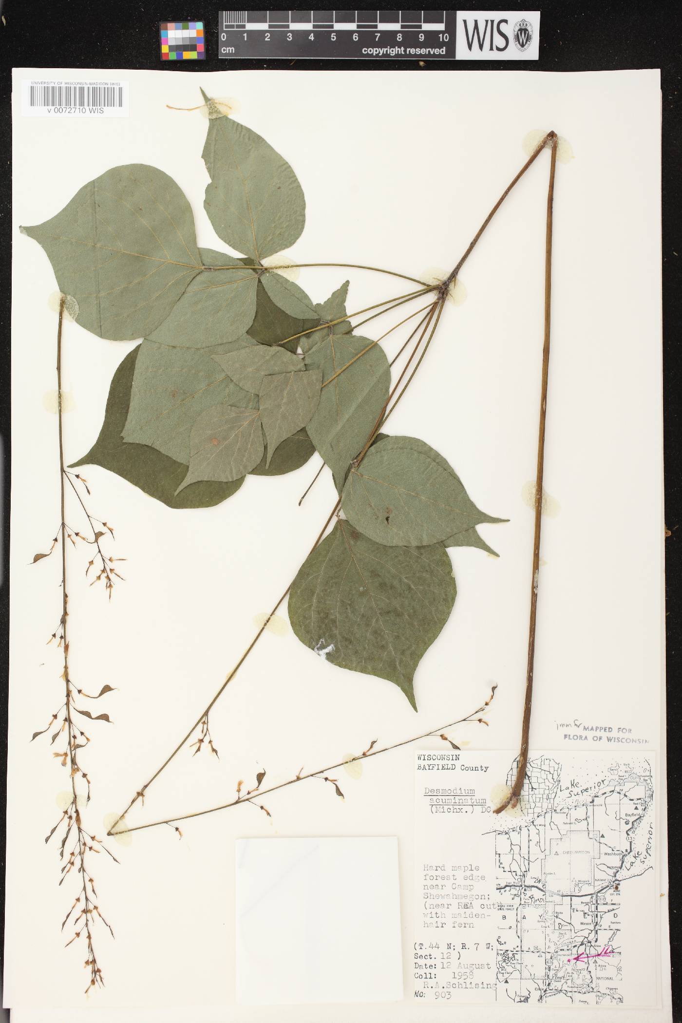 Hylodesmum glutinosum image