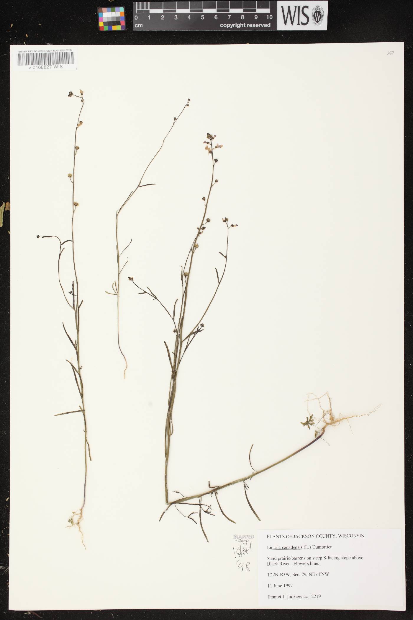 Nuttallanthus canadensis image