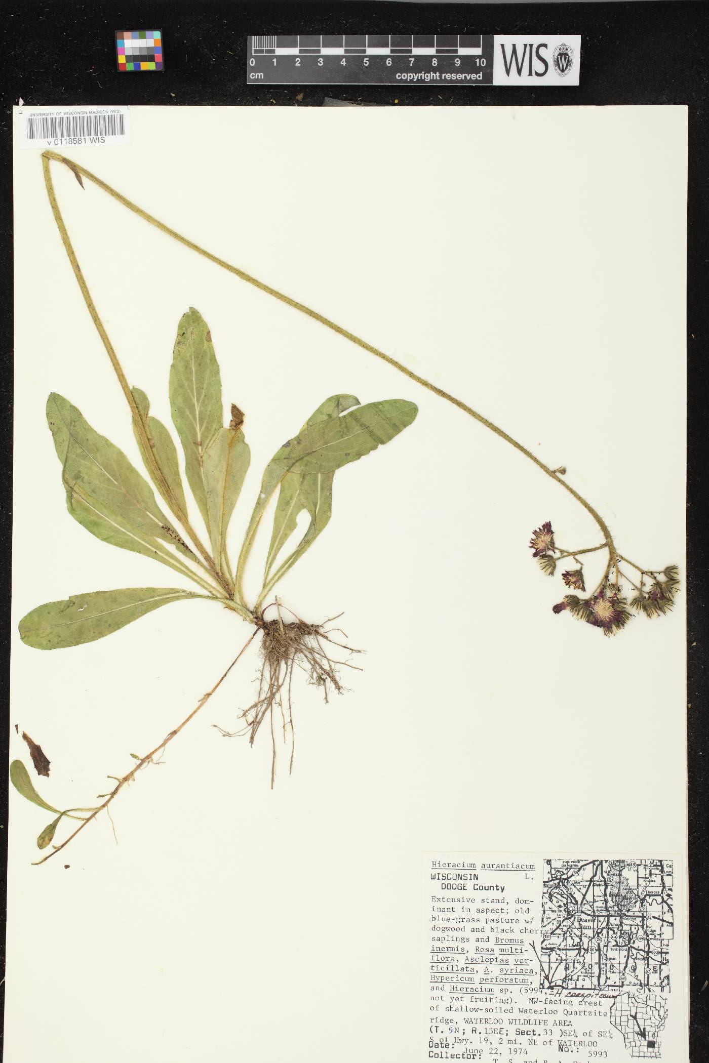 Hieracium aurantiacum image