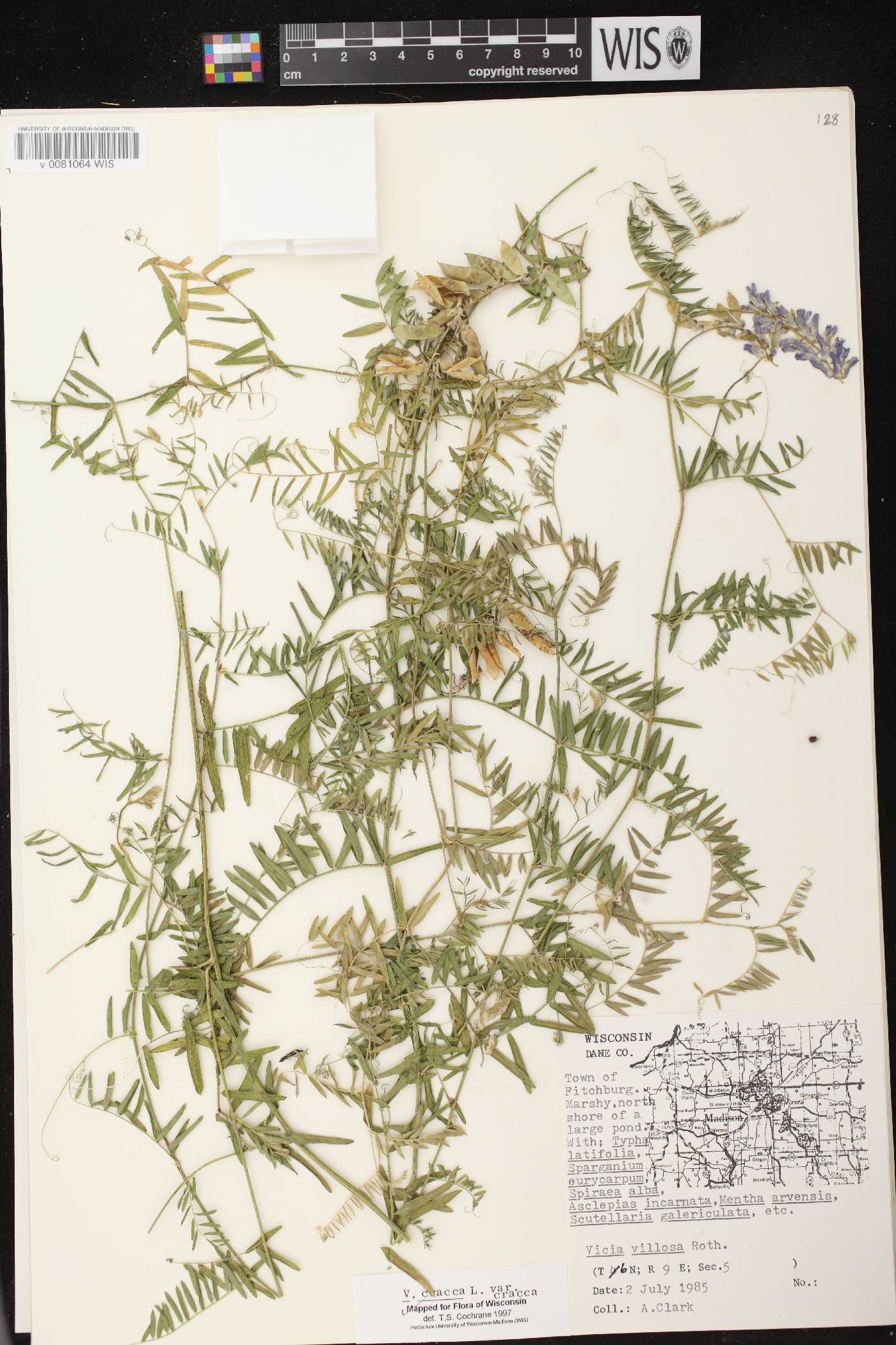Vicia cracca image