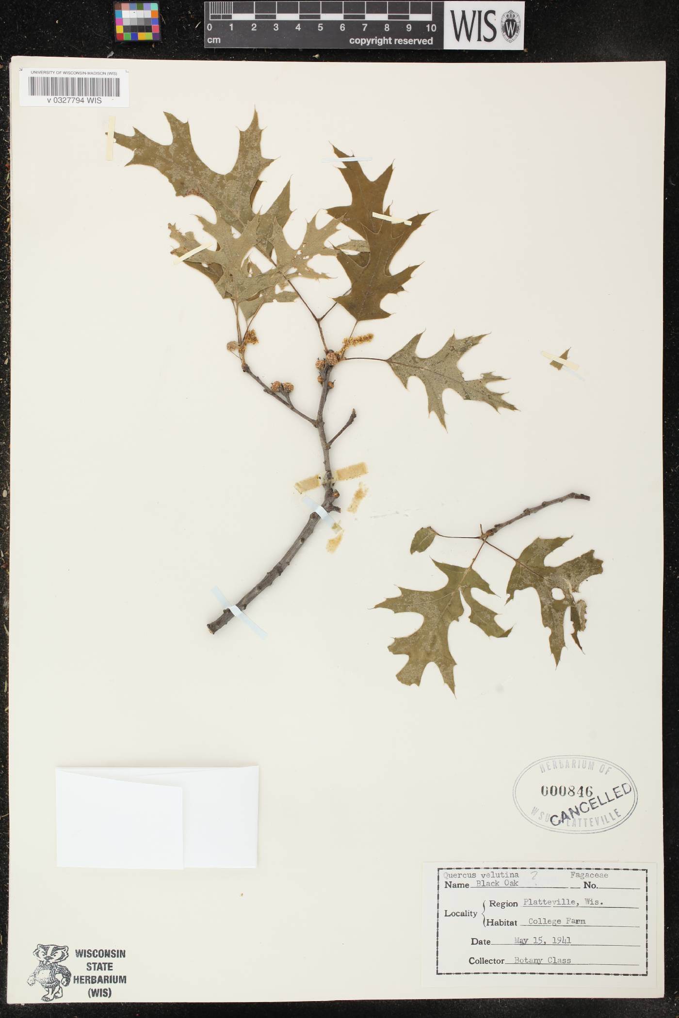 Quercus velutina image