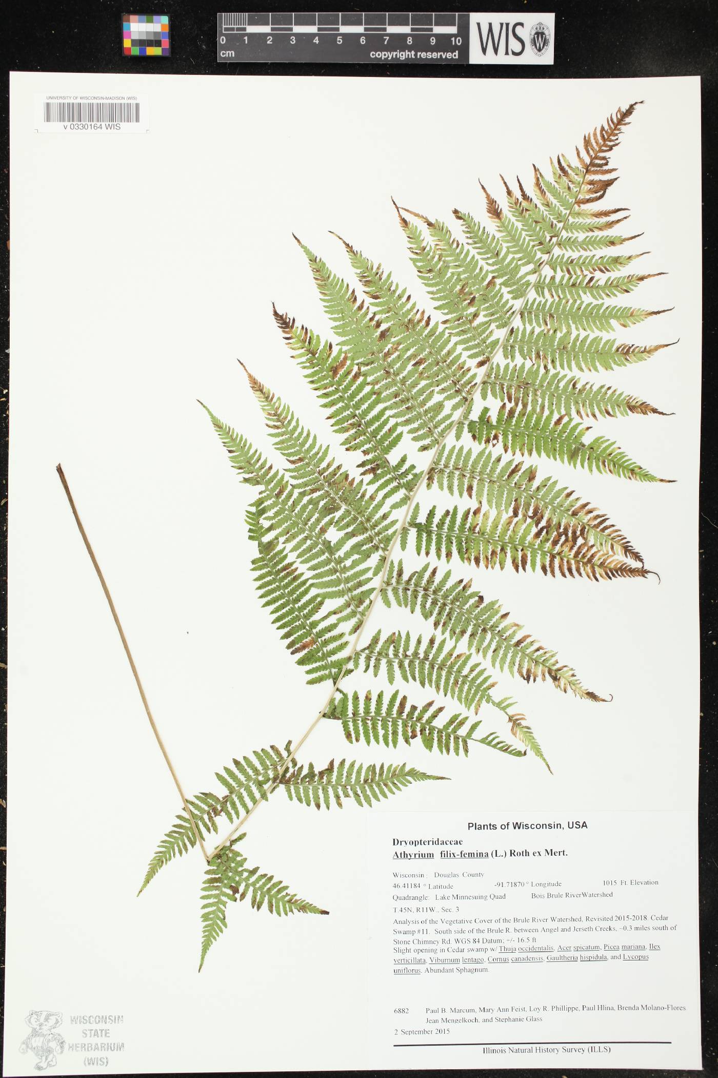 Athyrium filix-femina image