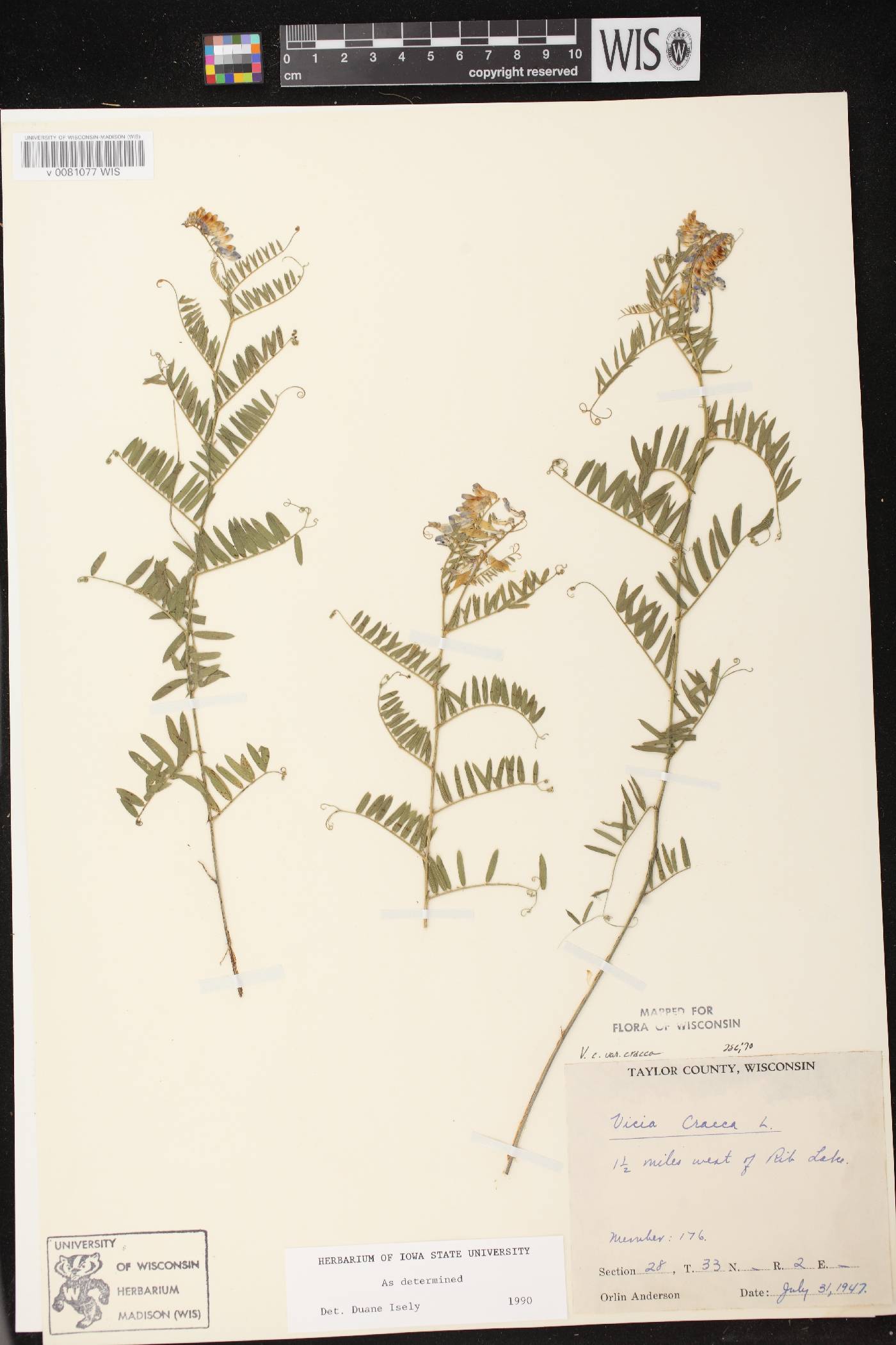 Vicia cracca image