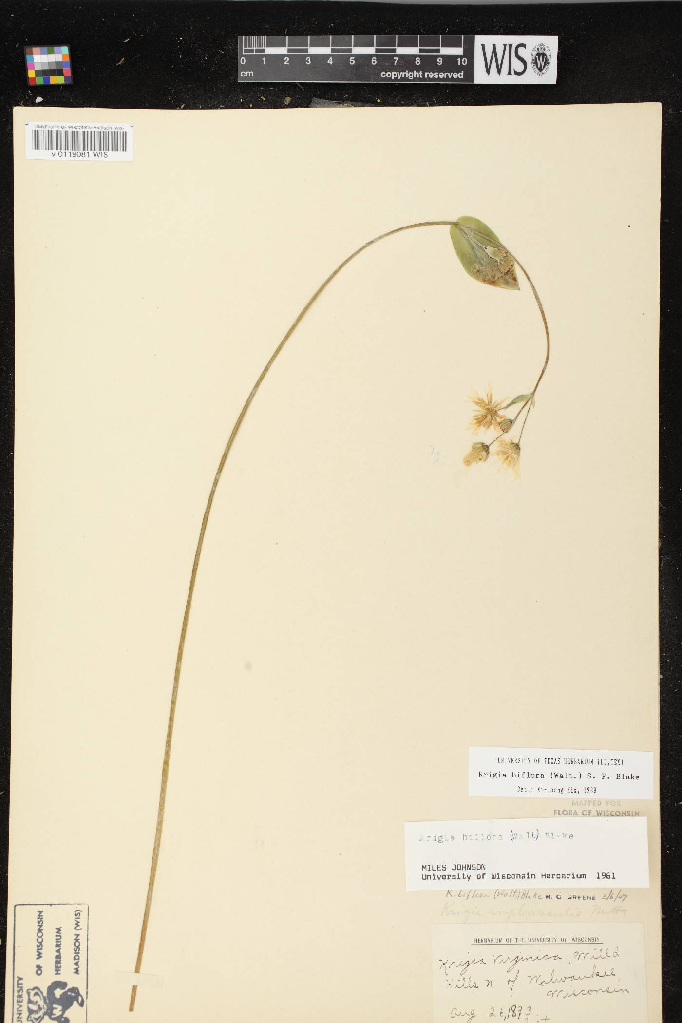Krigia biflora image