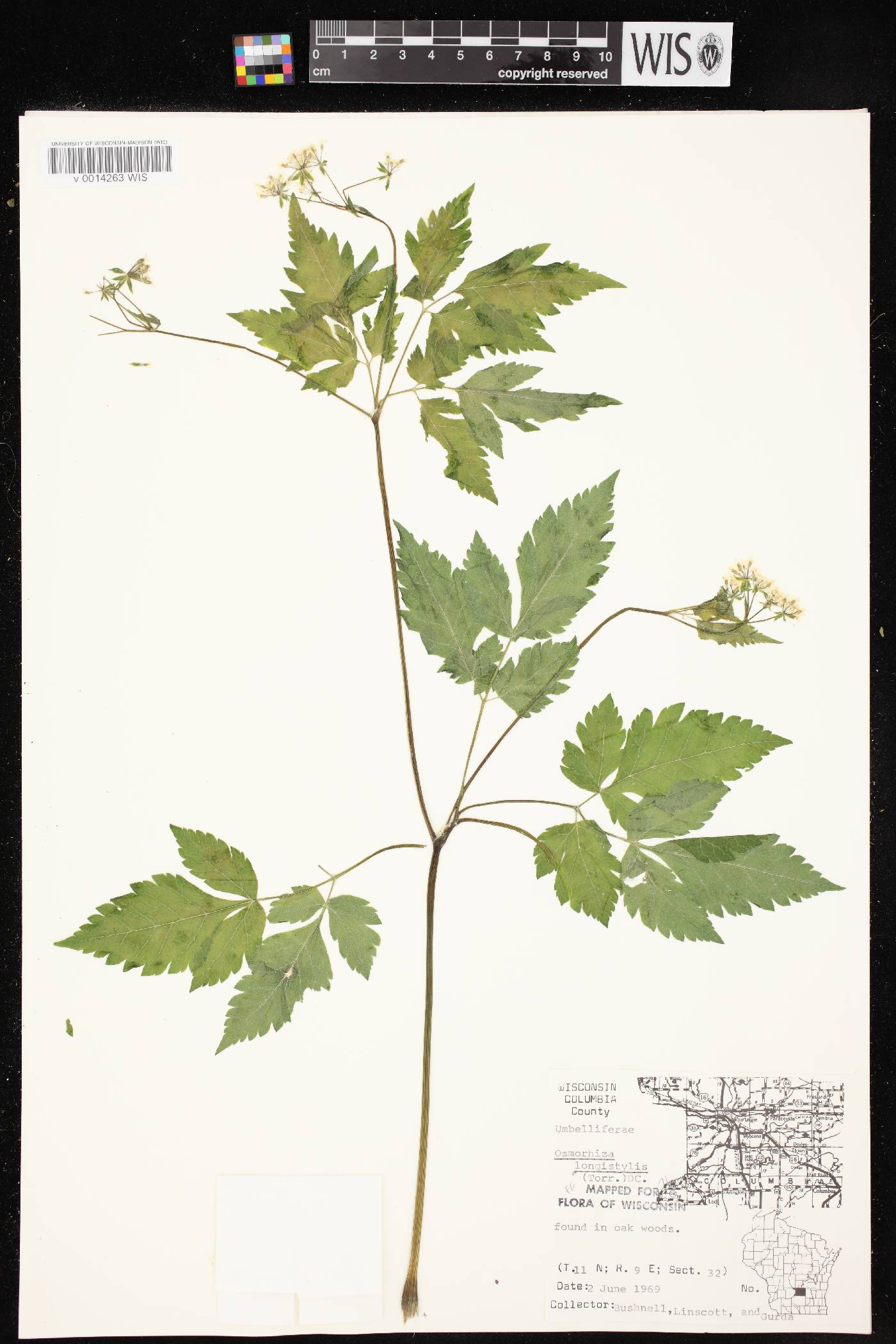 Osmorhiza longistylis image