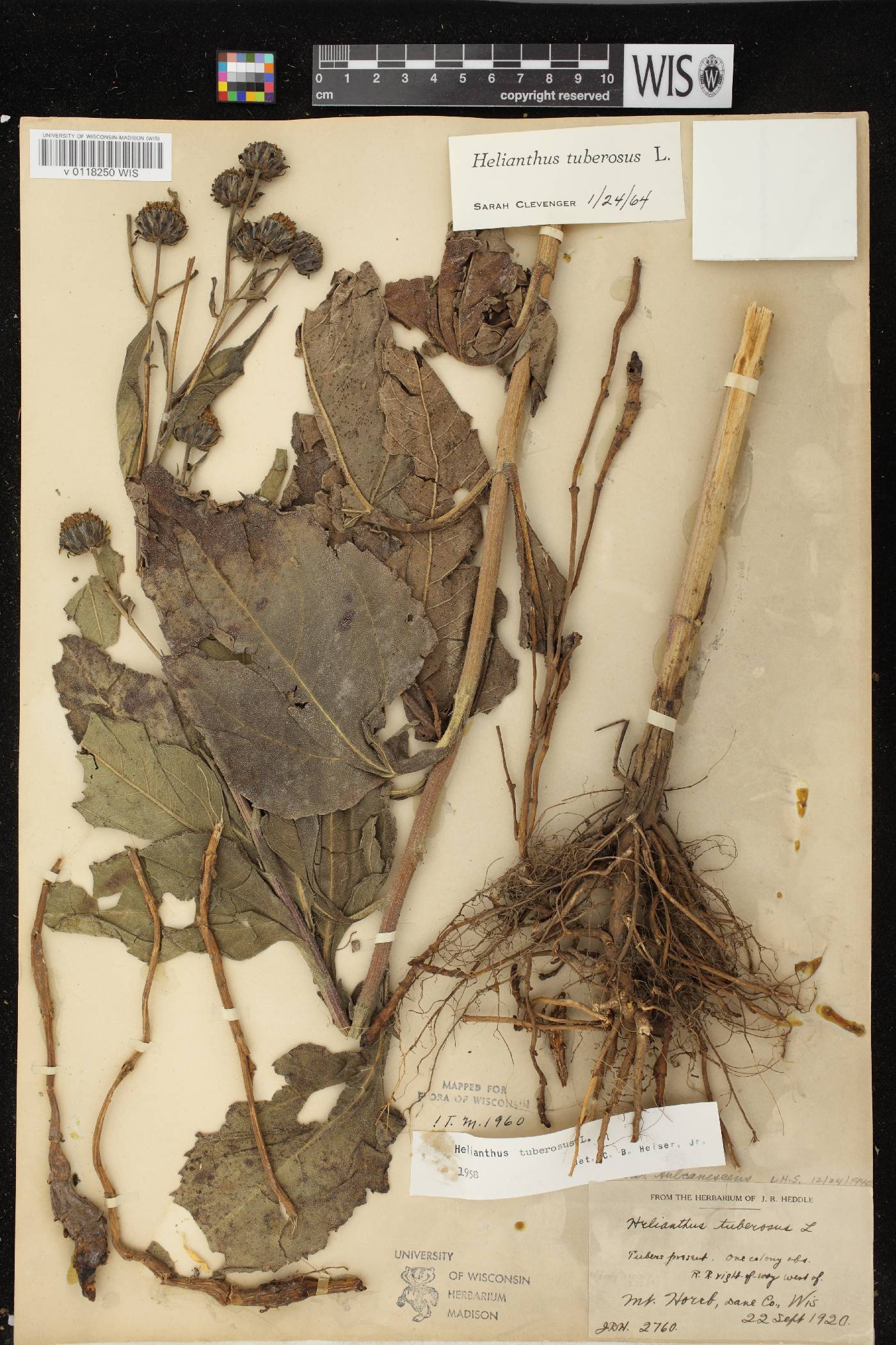 Helianthus tuberosus image