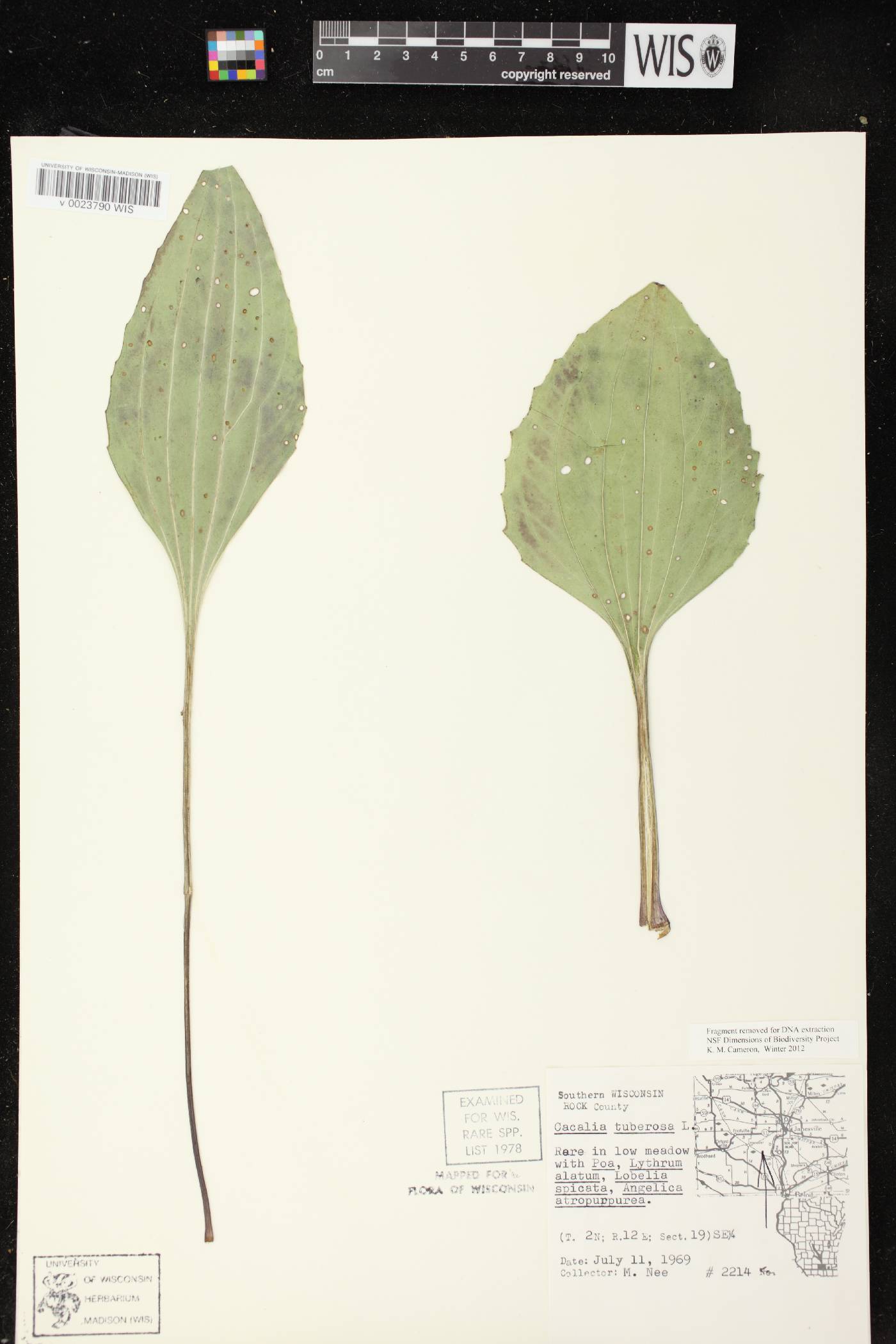 Arnoglossum plantagineum image