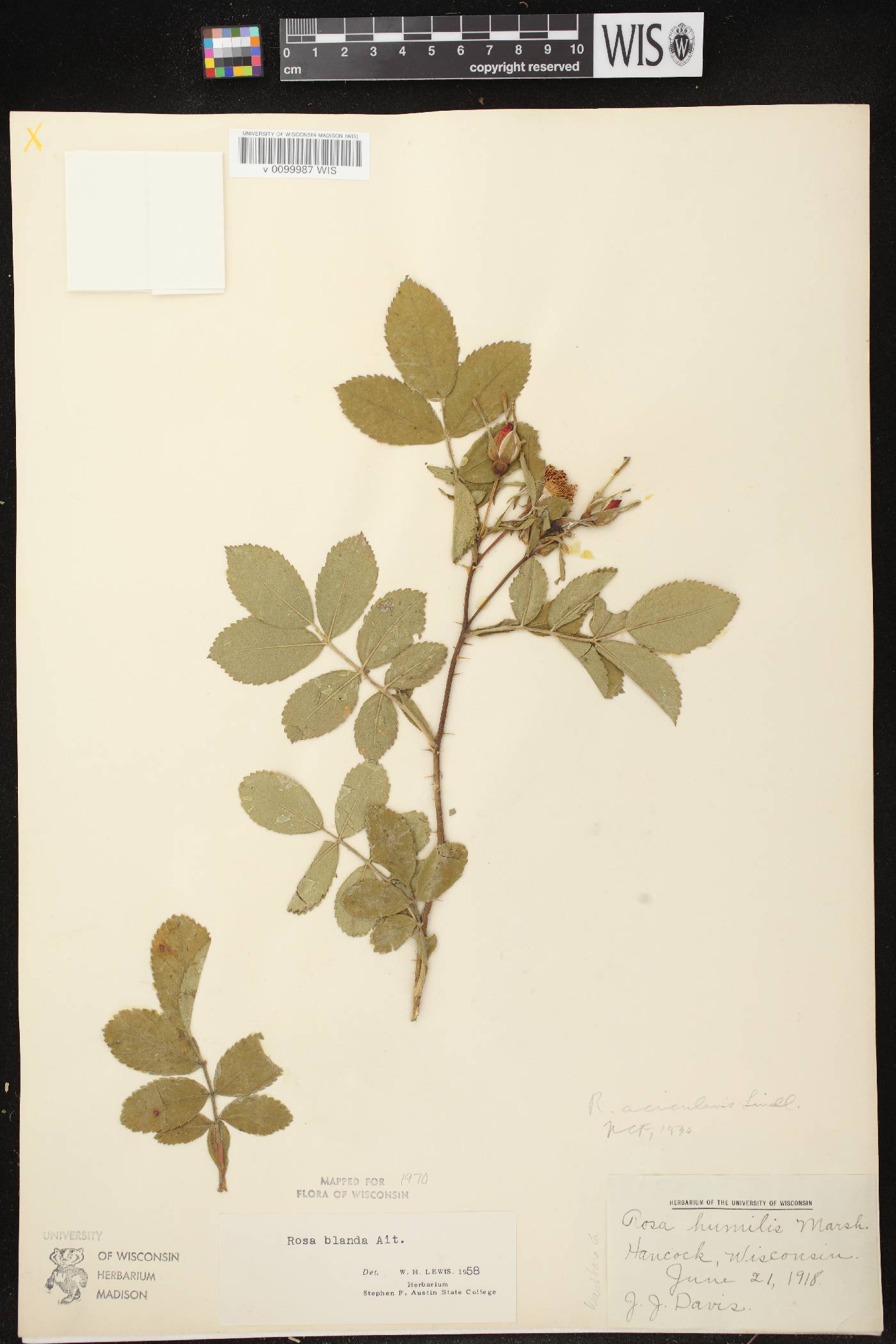Rosa blanda image