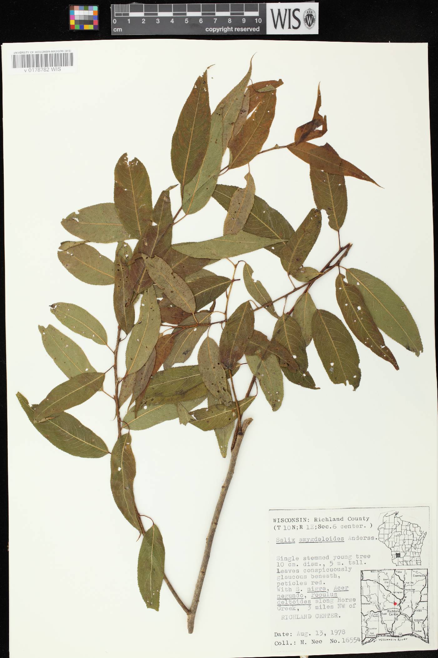 Salix amygdaloides image