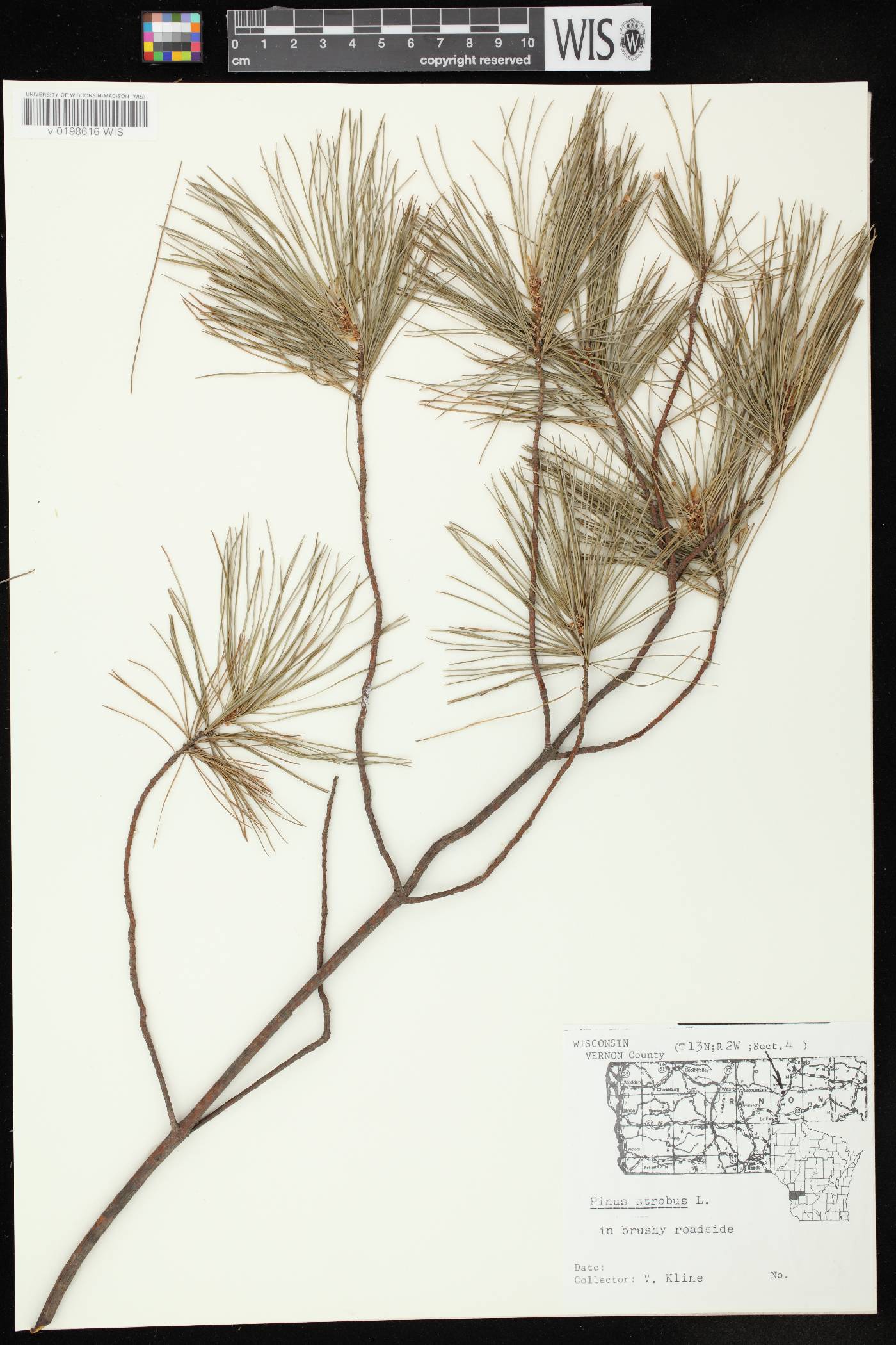 Pinus strobus image