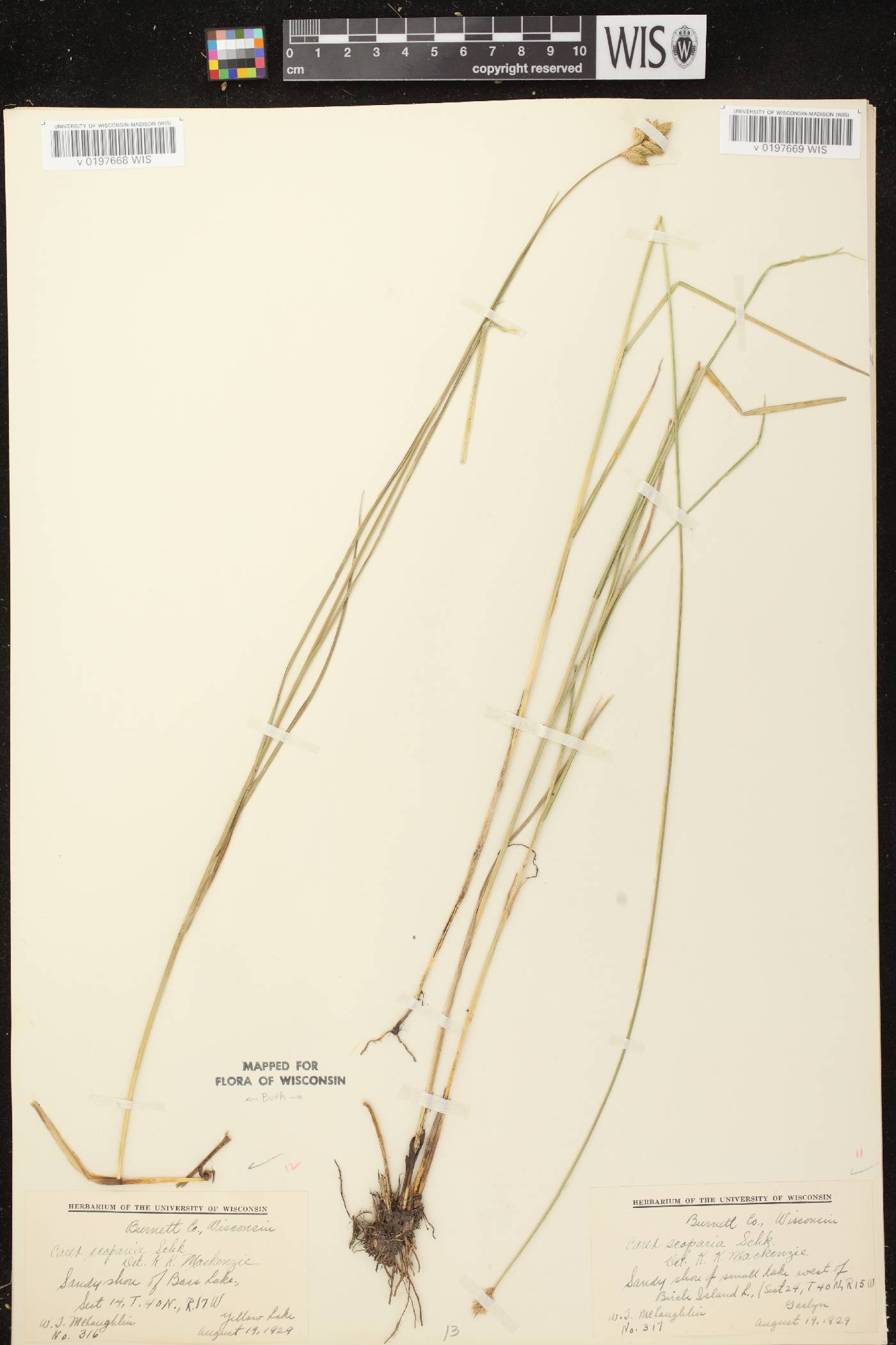 Carex scoparia var. scoparia image