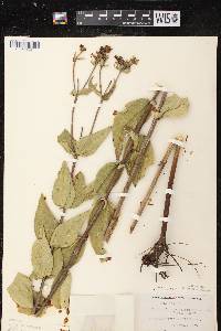 Image of Silphium integrifolium x s. perfoliatum