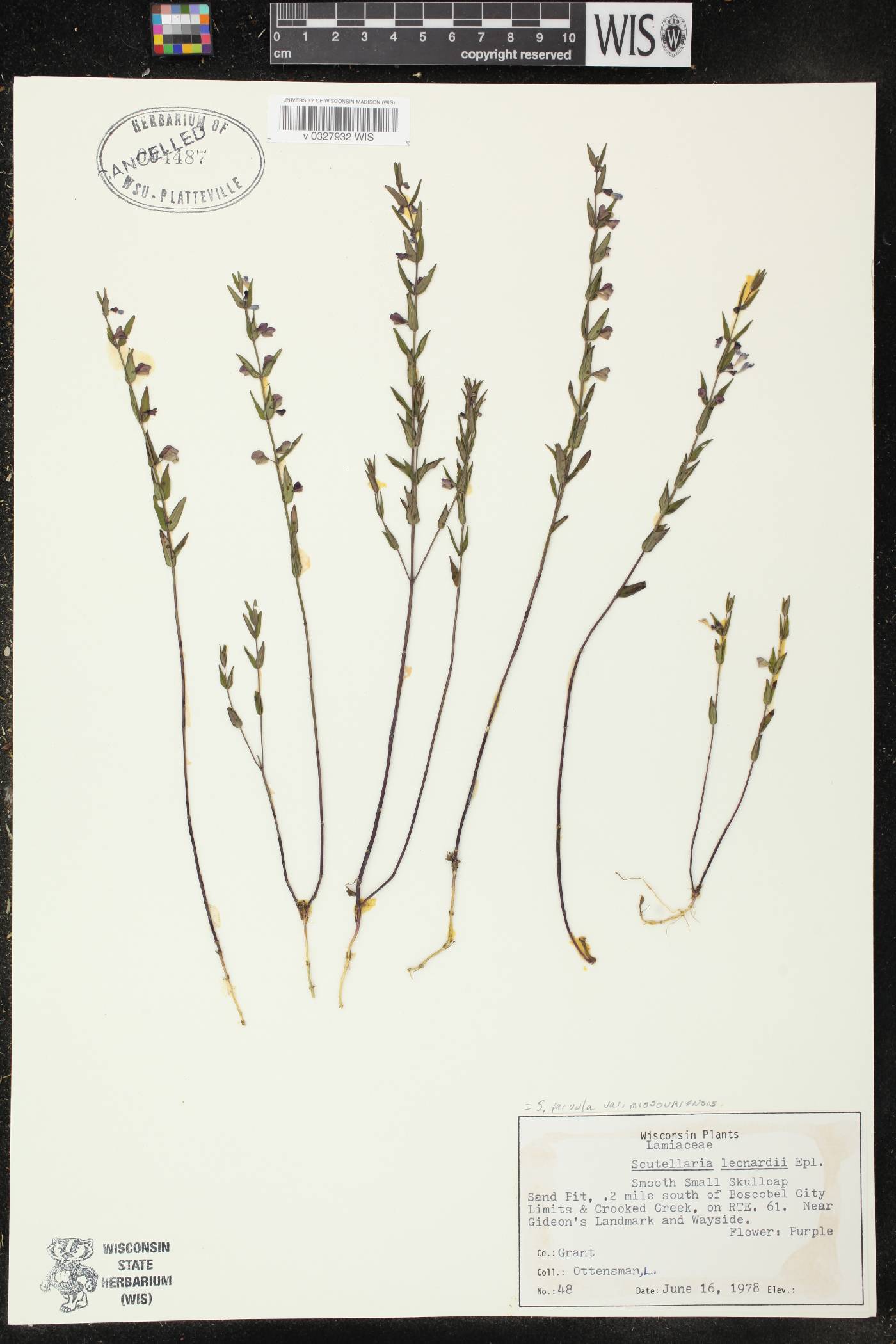 Scutellaria parvula var. missouriensis image