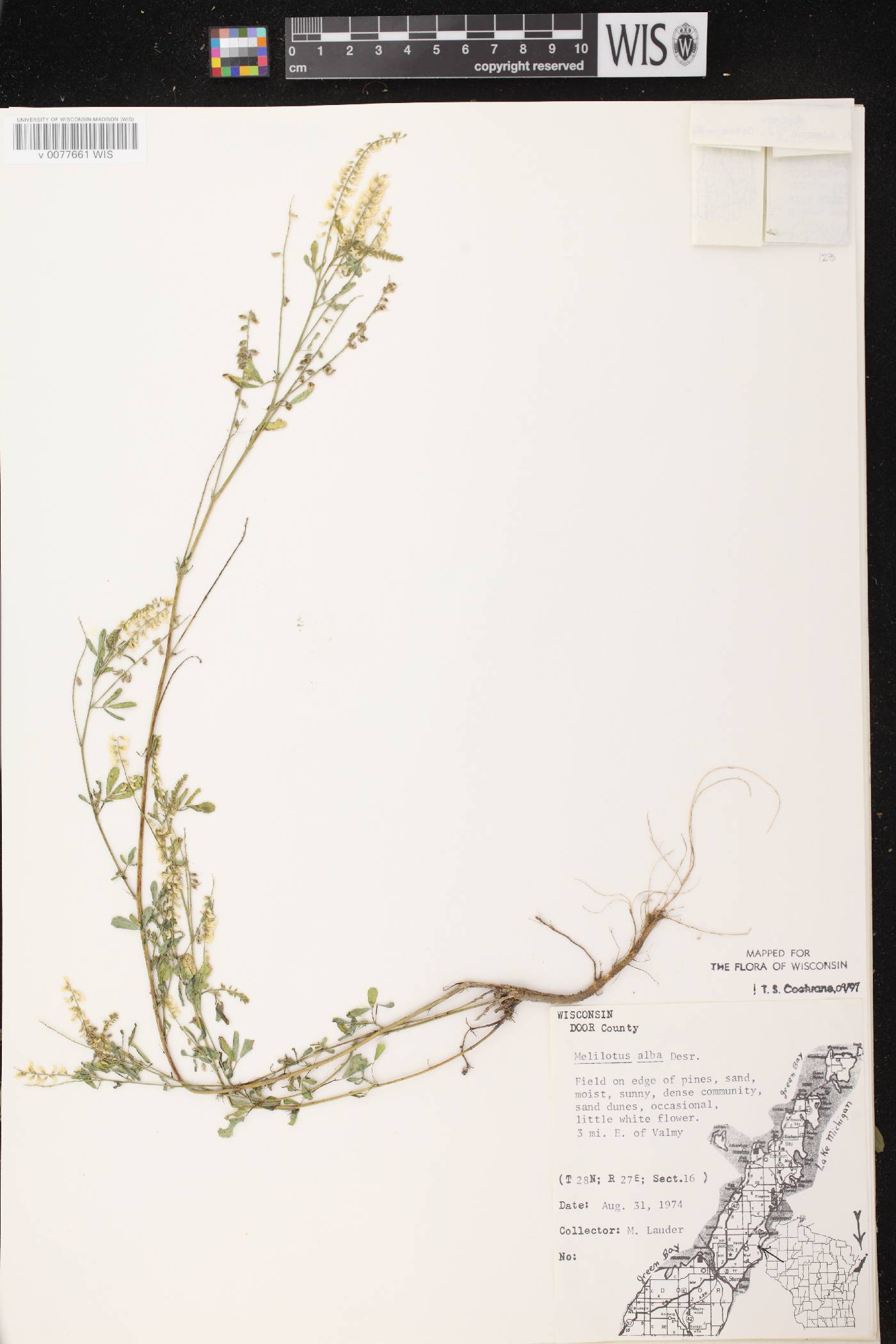 Melilotus albus image