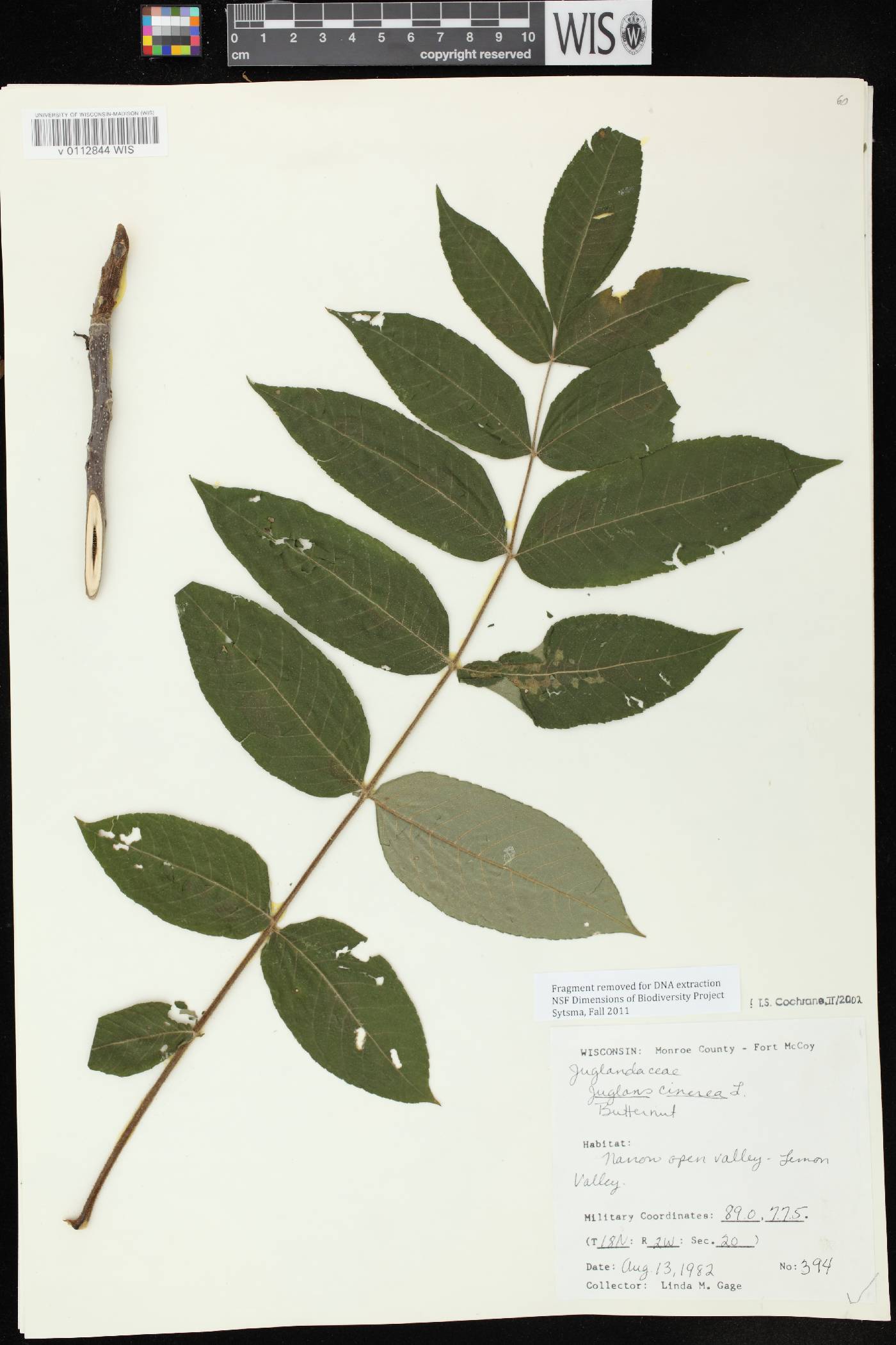 Juglans cinerea image