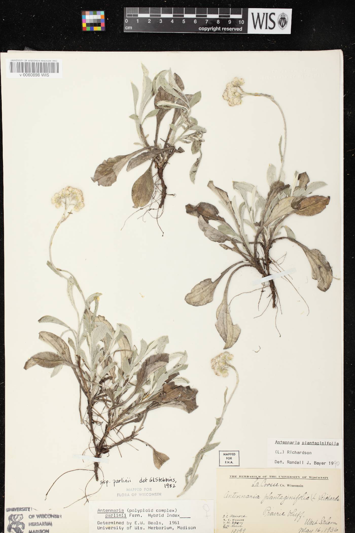 Antennaria plantaginifolia image
