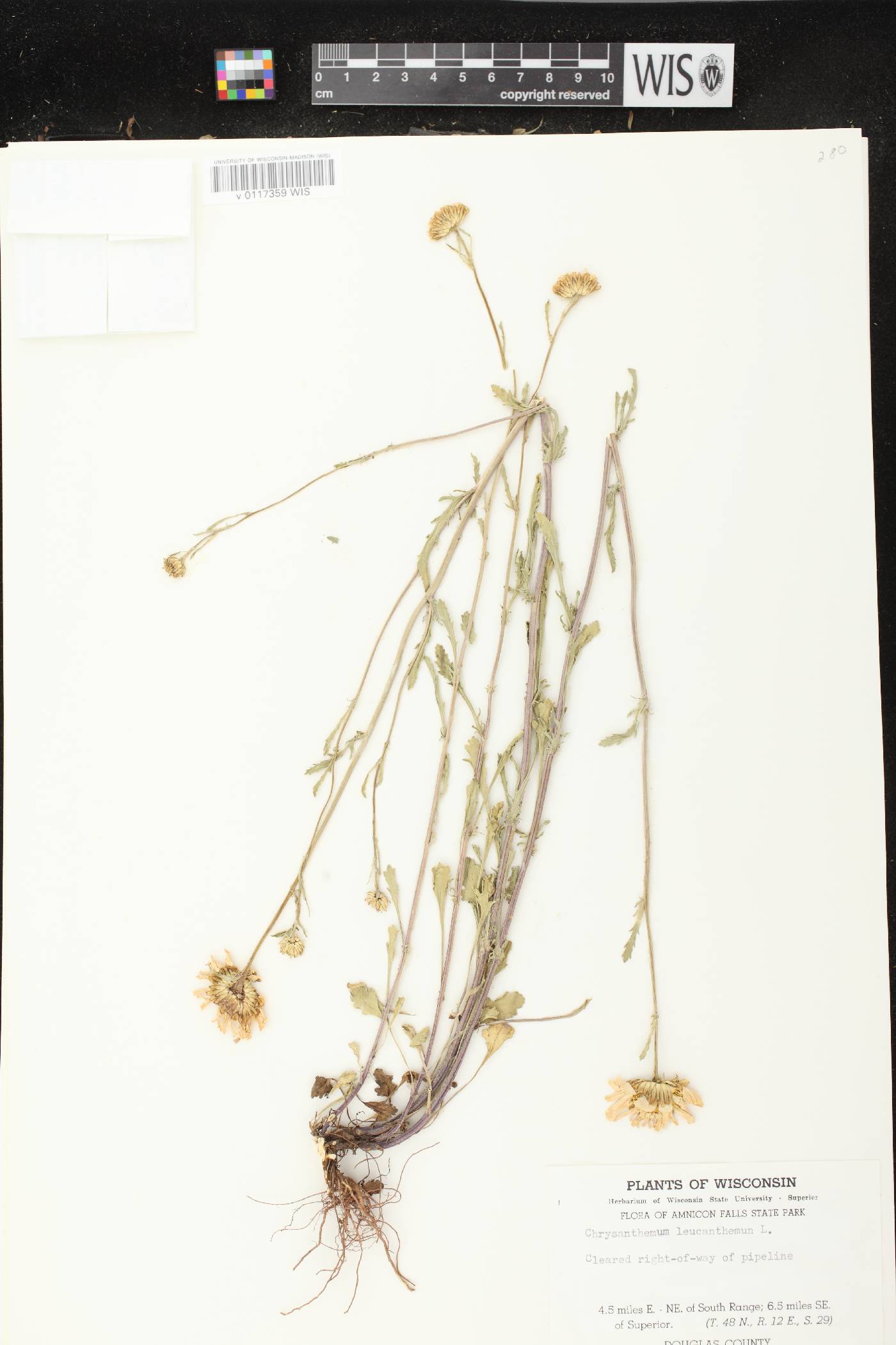 Leucanthemum vulgare image