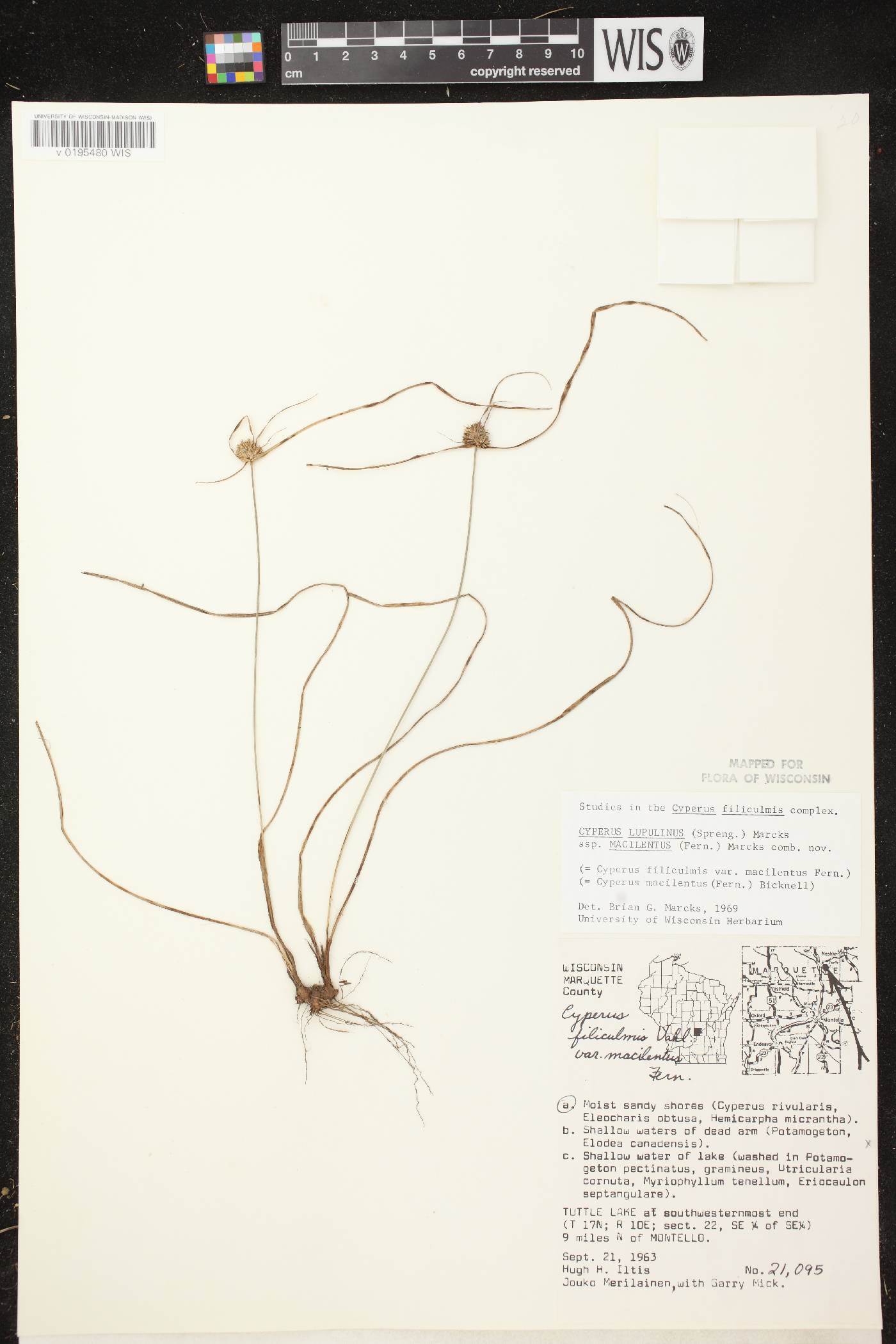 Cyperus lupulinus subsp. macilentus image