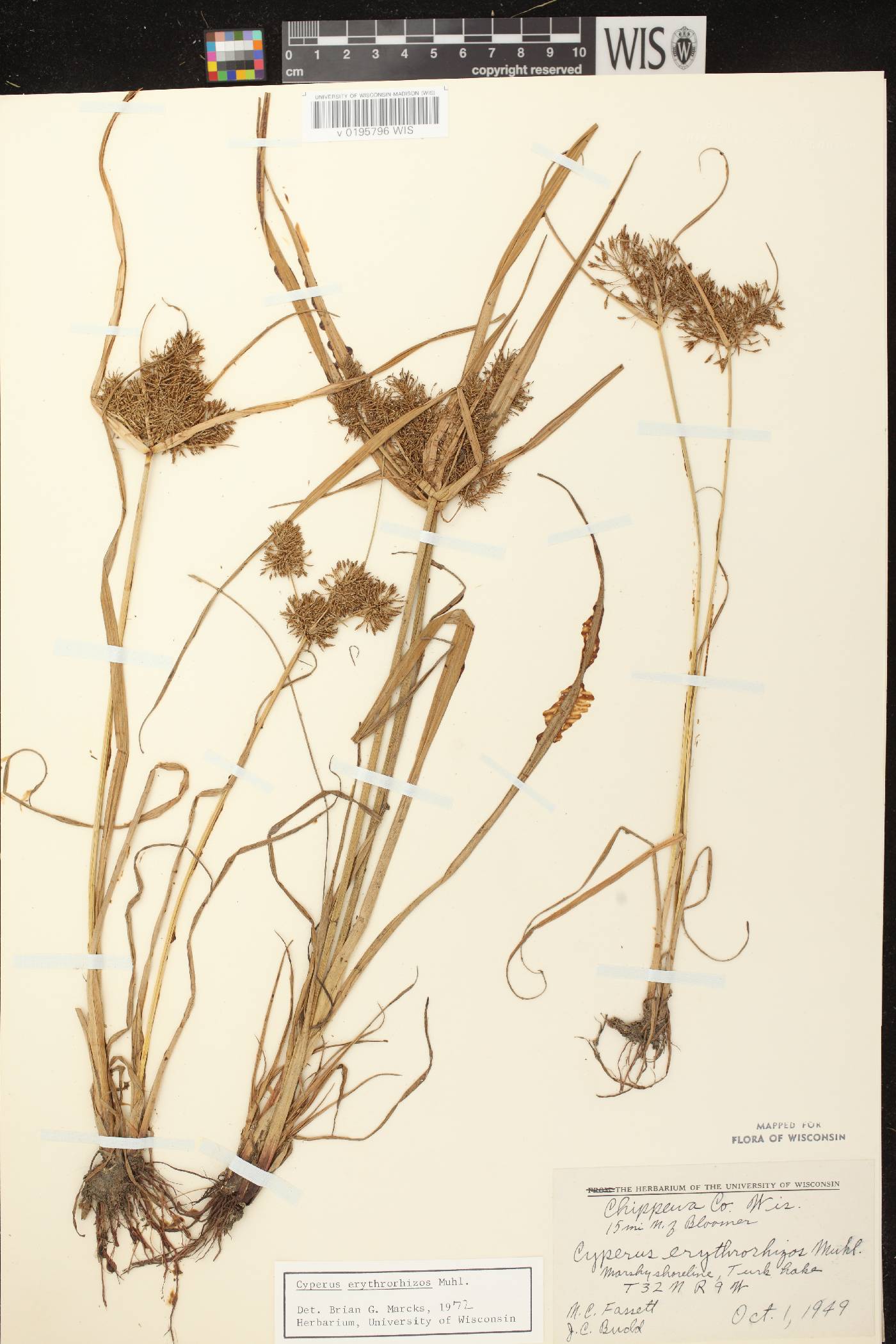 Cyperus erythrorhizos image