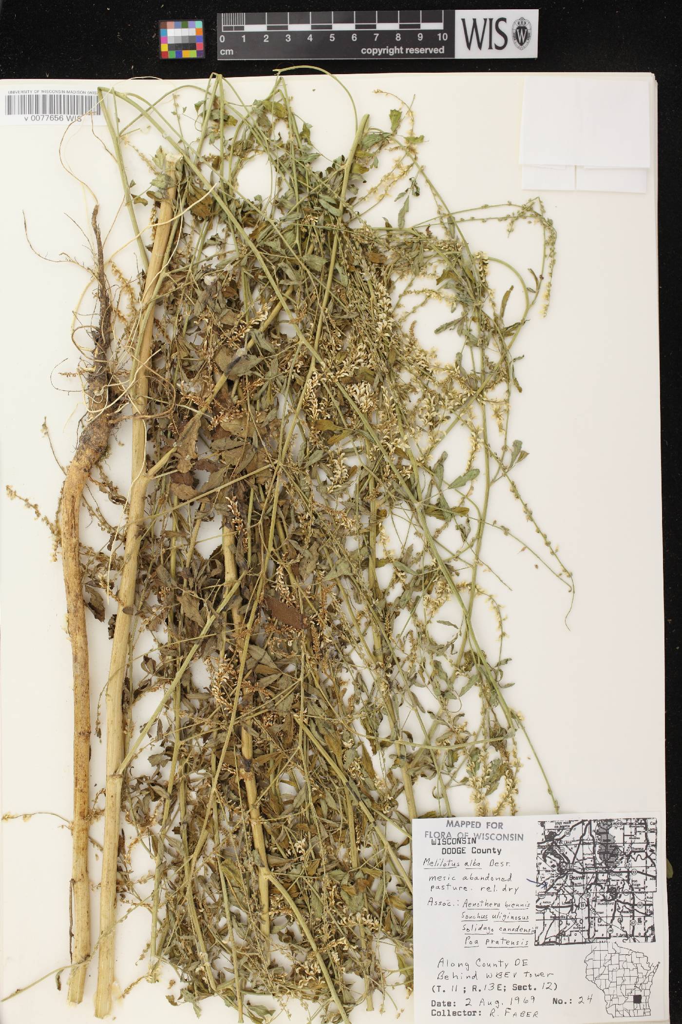 Melilotus albus image