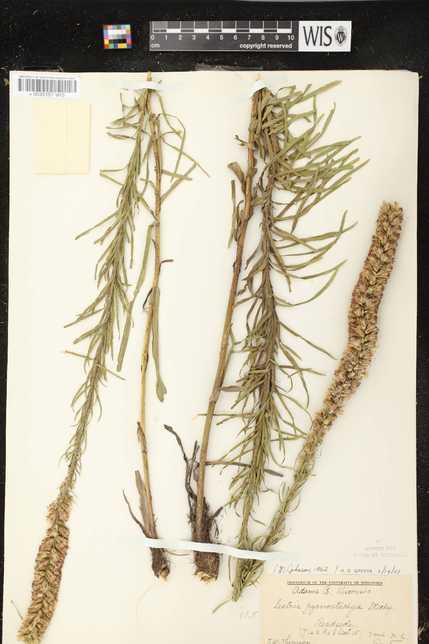 Liatris pycnostachya image