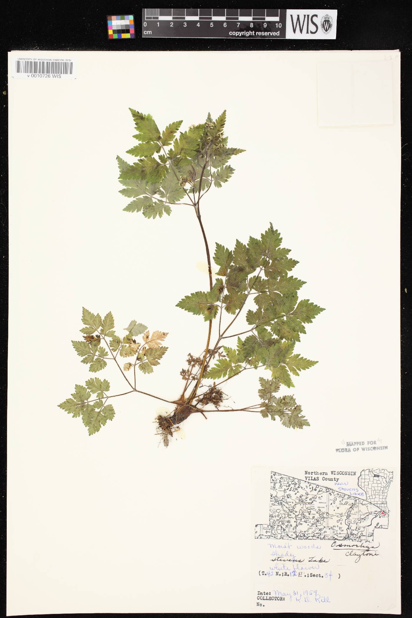 Osmorhiza claytonii image