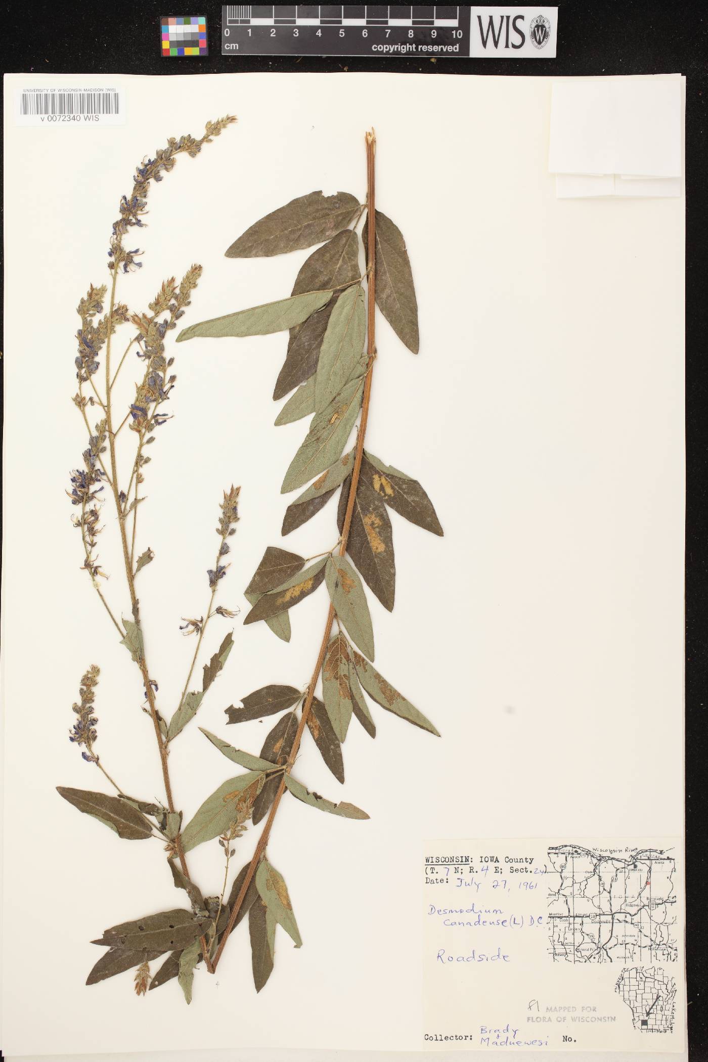 Desmodium canadense image