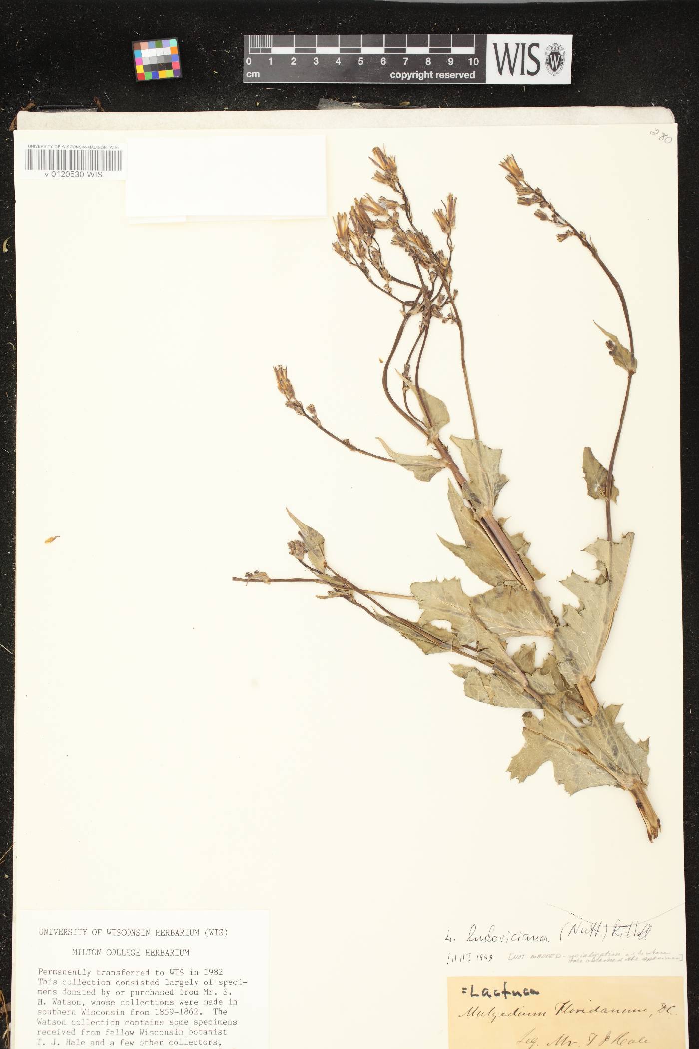 Lactuca ludoviciana image