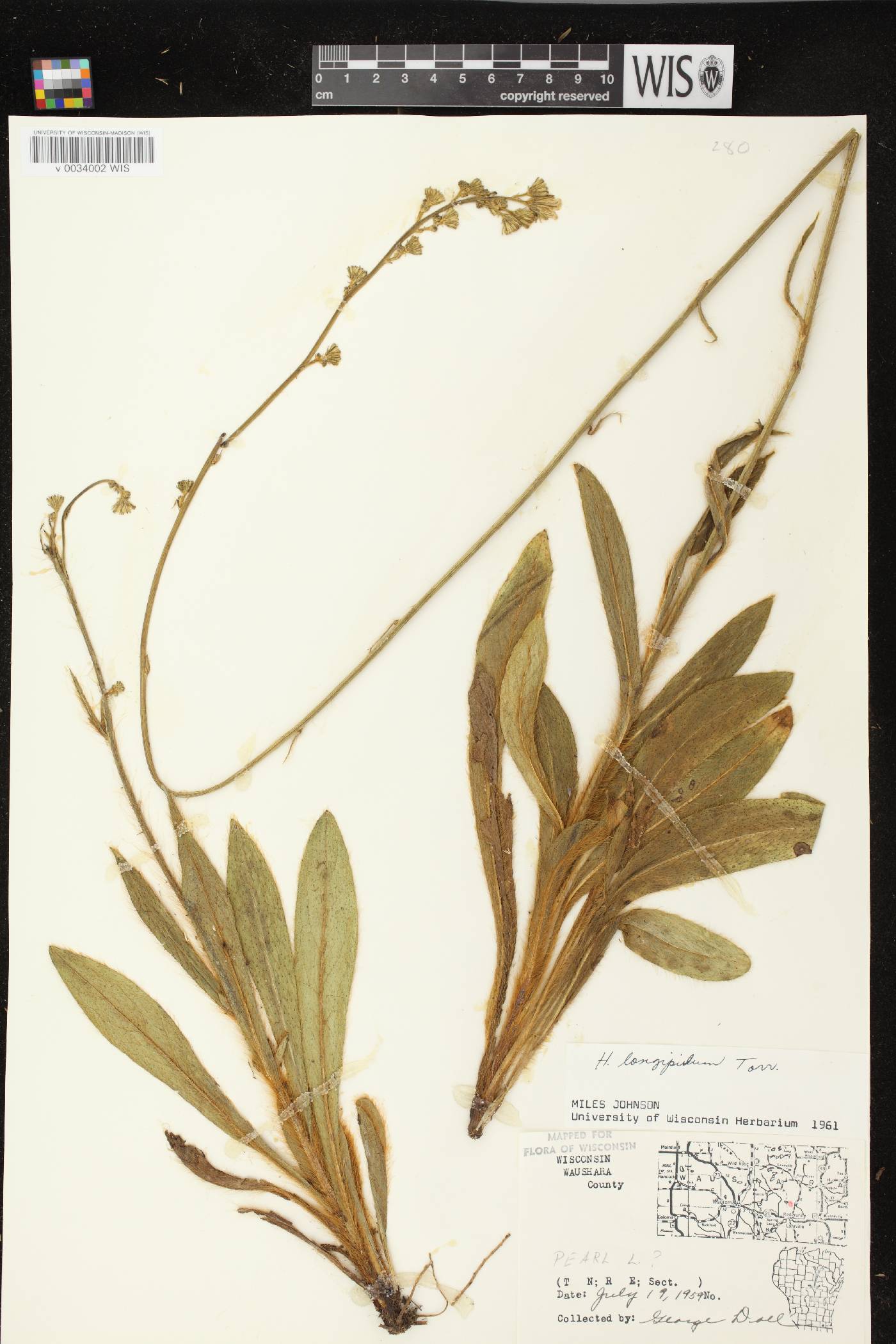 Hieracium longipilum image
