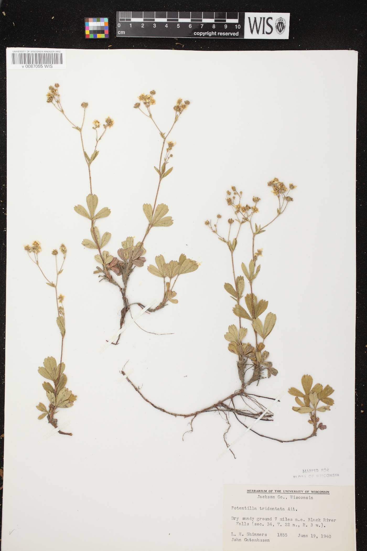 Sibbaldiopsis tridentata image