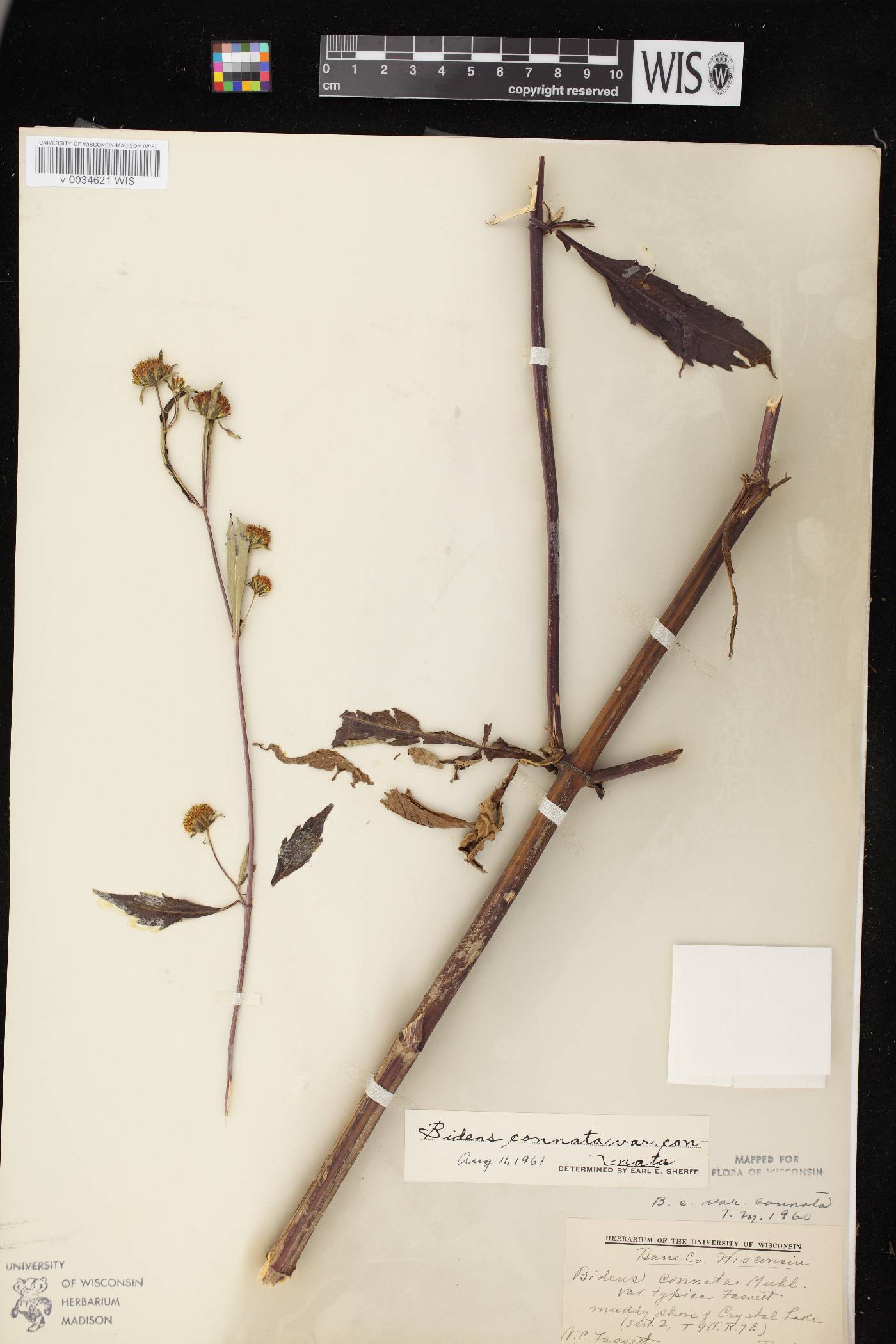 Bidens connata image